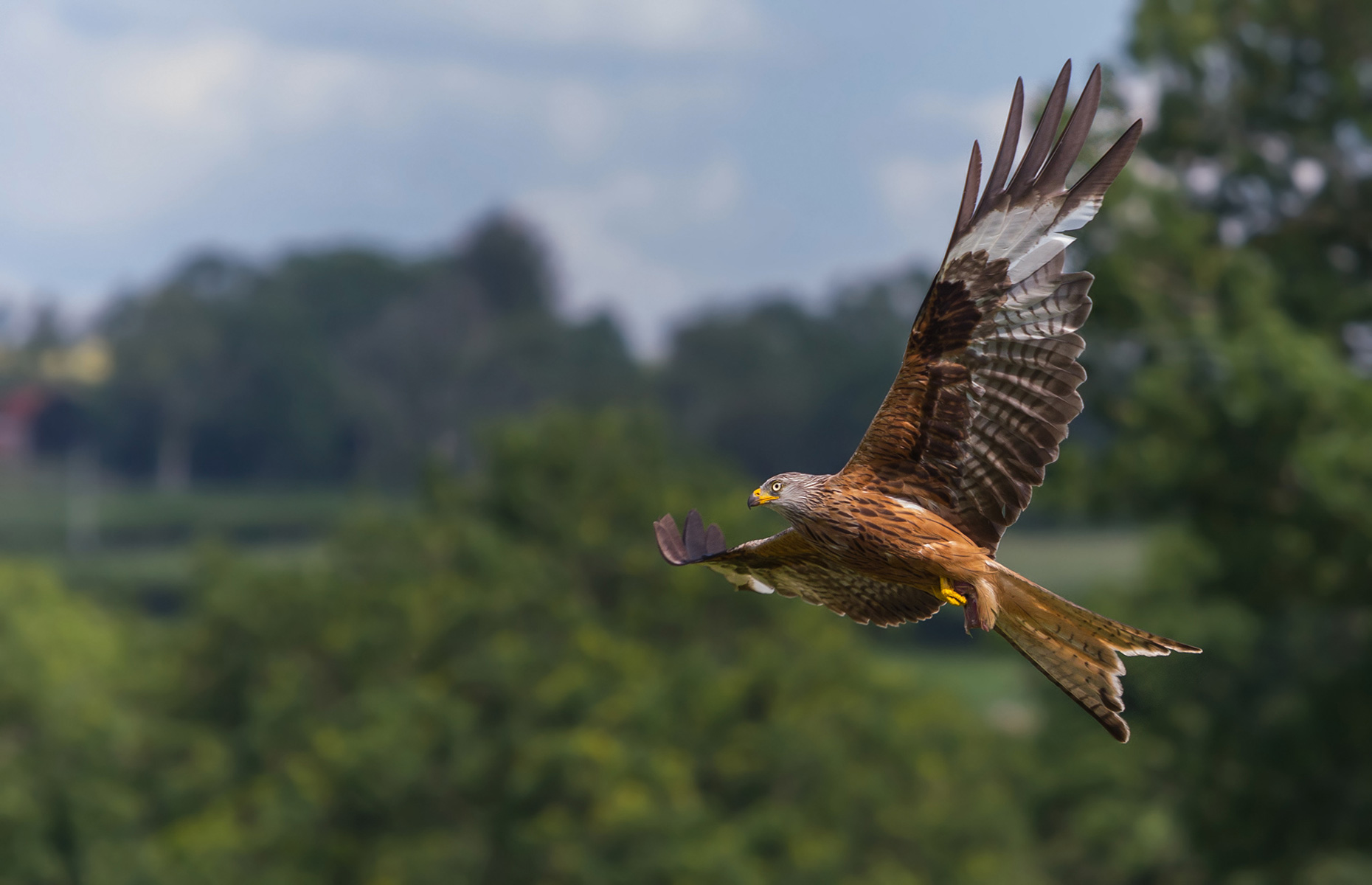 Red kites (Image: Joe Turner/Shutterstock)