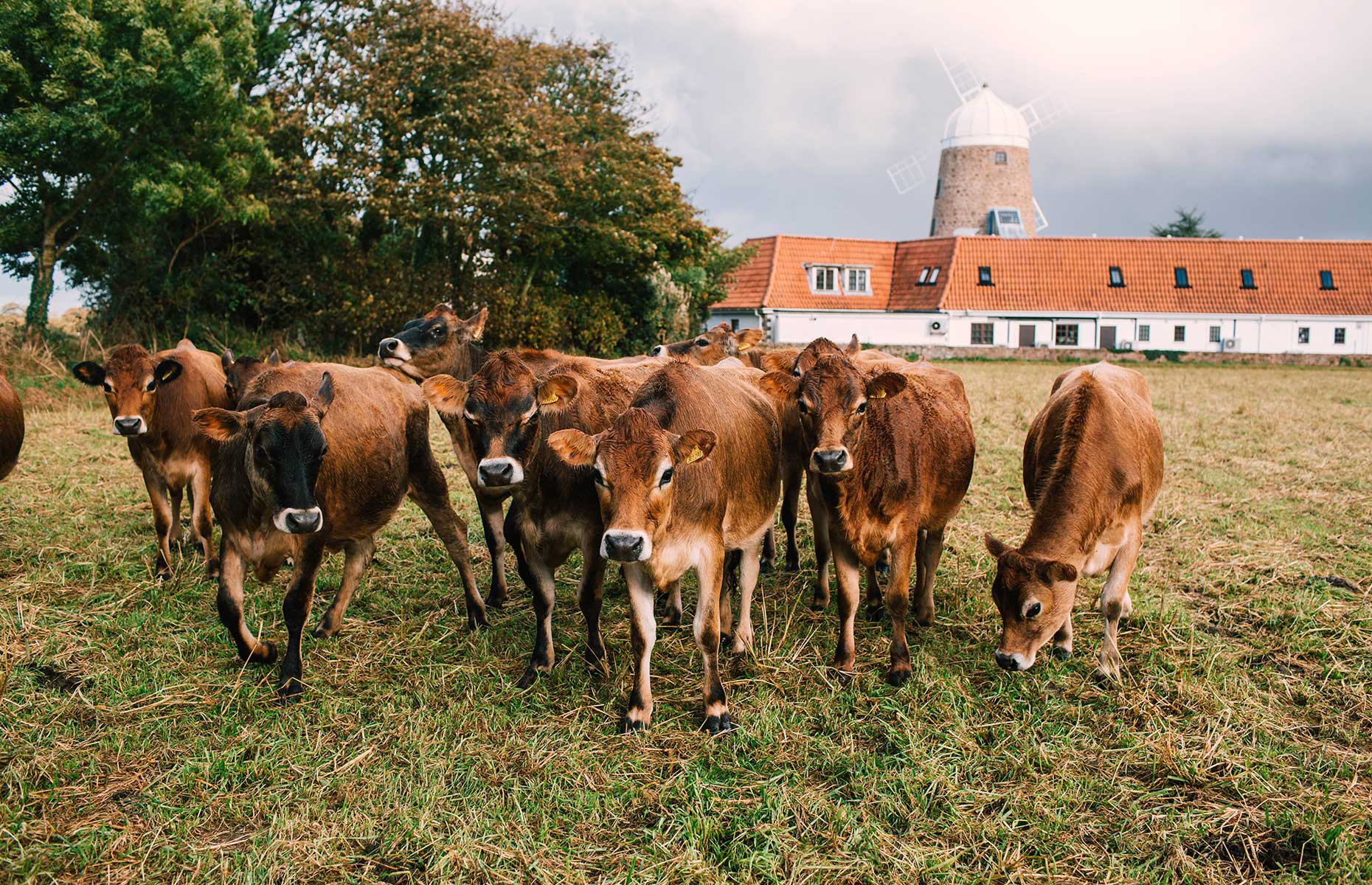 Jersey cows (Image: Courtesy of Visit Jersey)