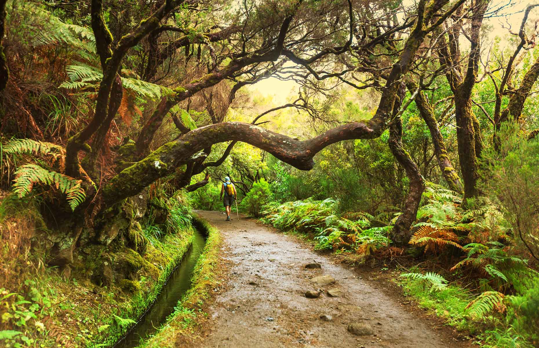 Walking Madeira's levadas (Image: Galyna Andrushko/Shutterstock)