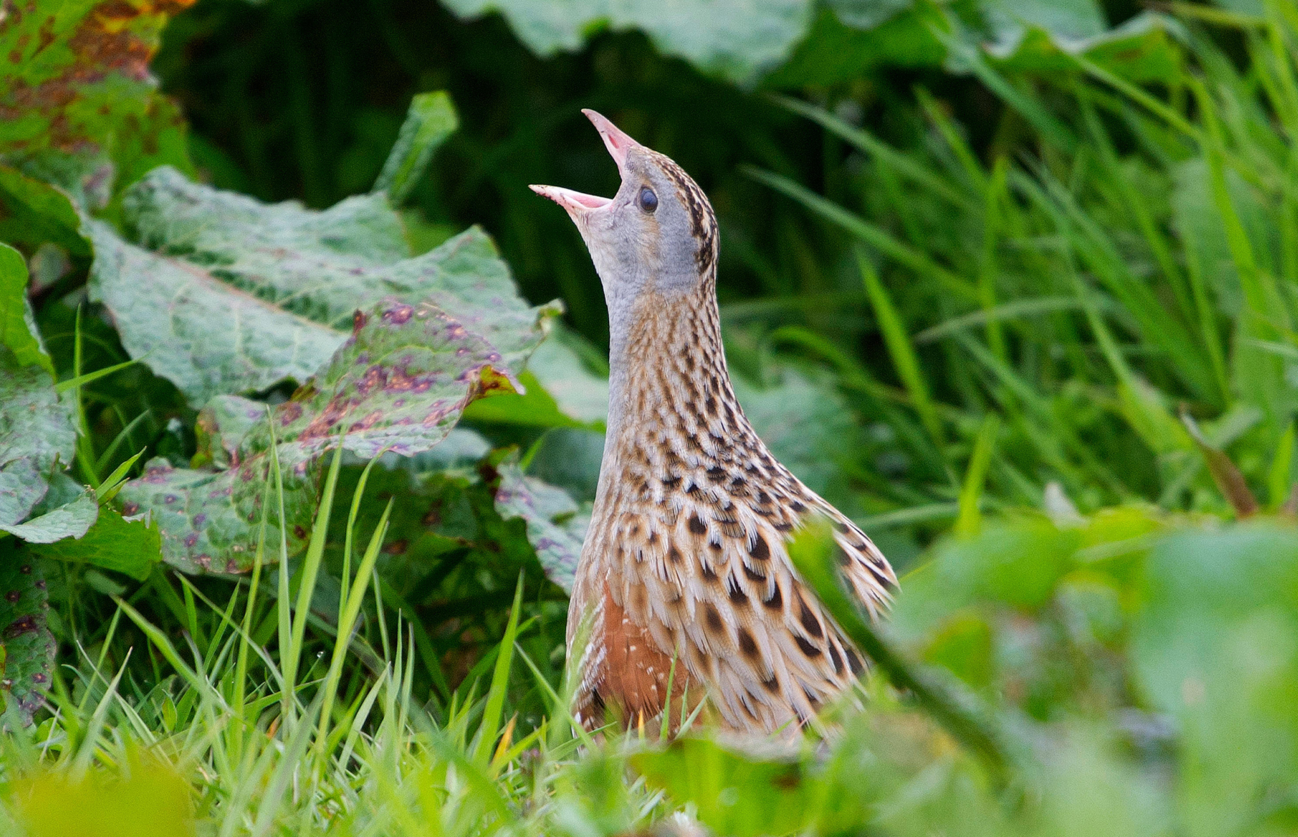 Corncrake at Balranald Nature Reserve, North Uist (Image: Ian Rutherford/Alamy Stock Photo)