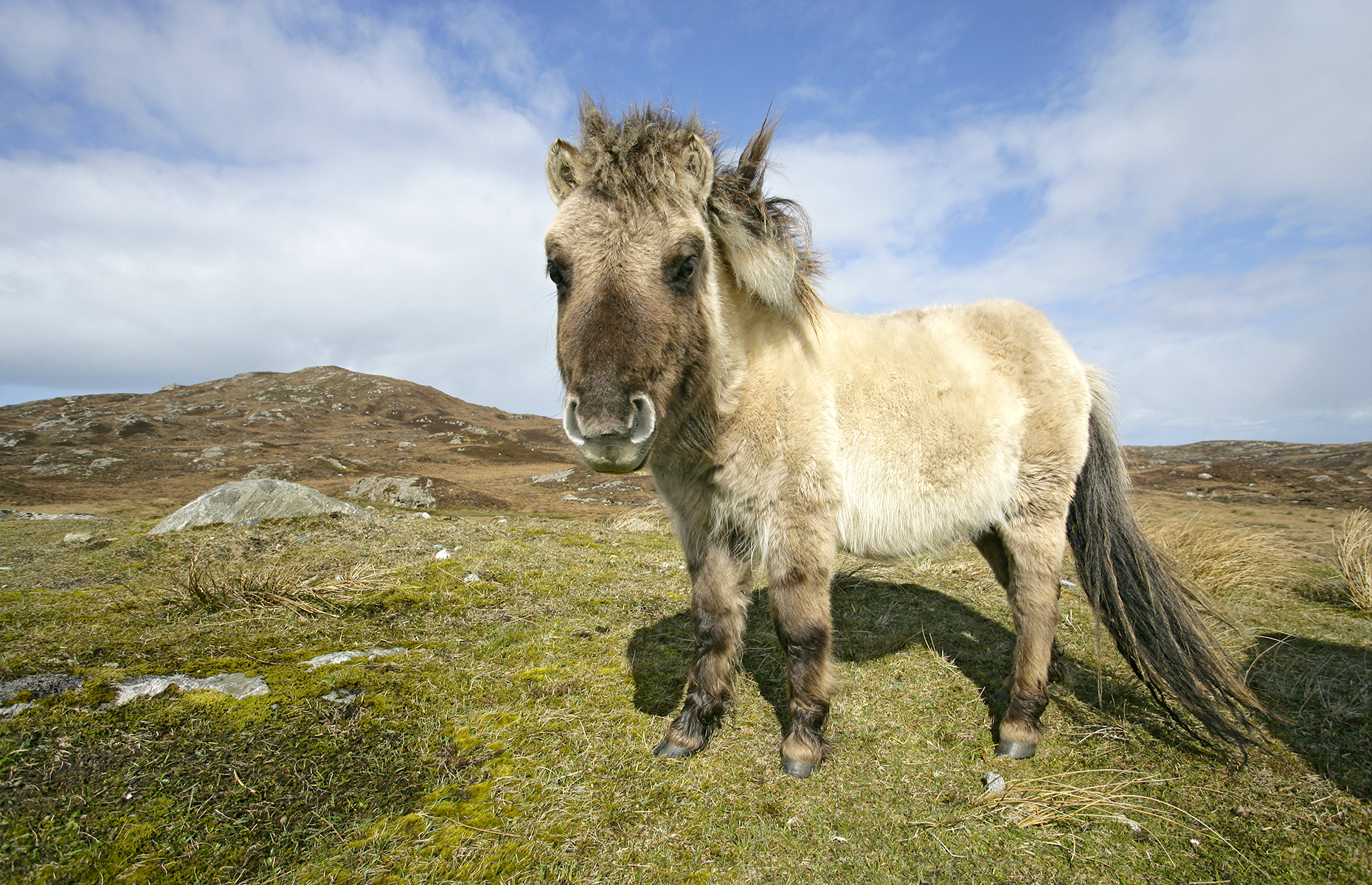 Eriskey ponies, South Uist (Image: Erni/Shutterstock)