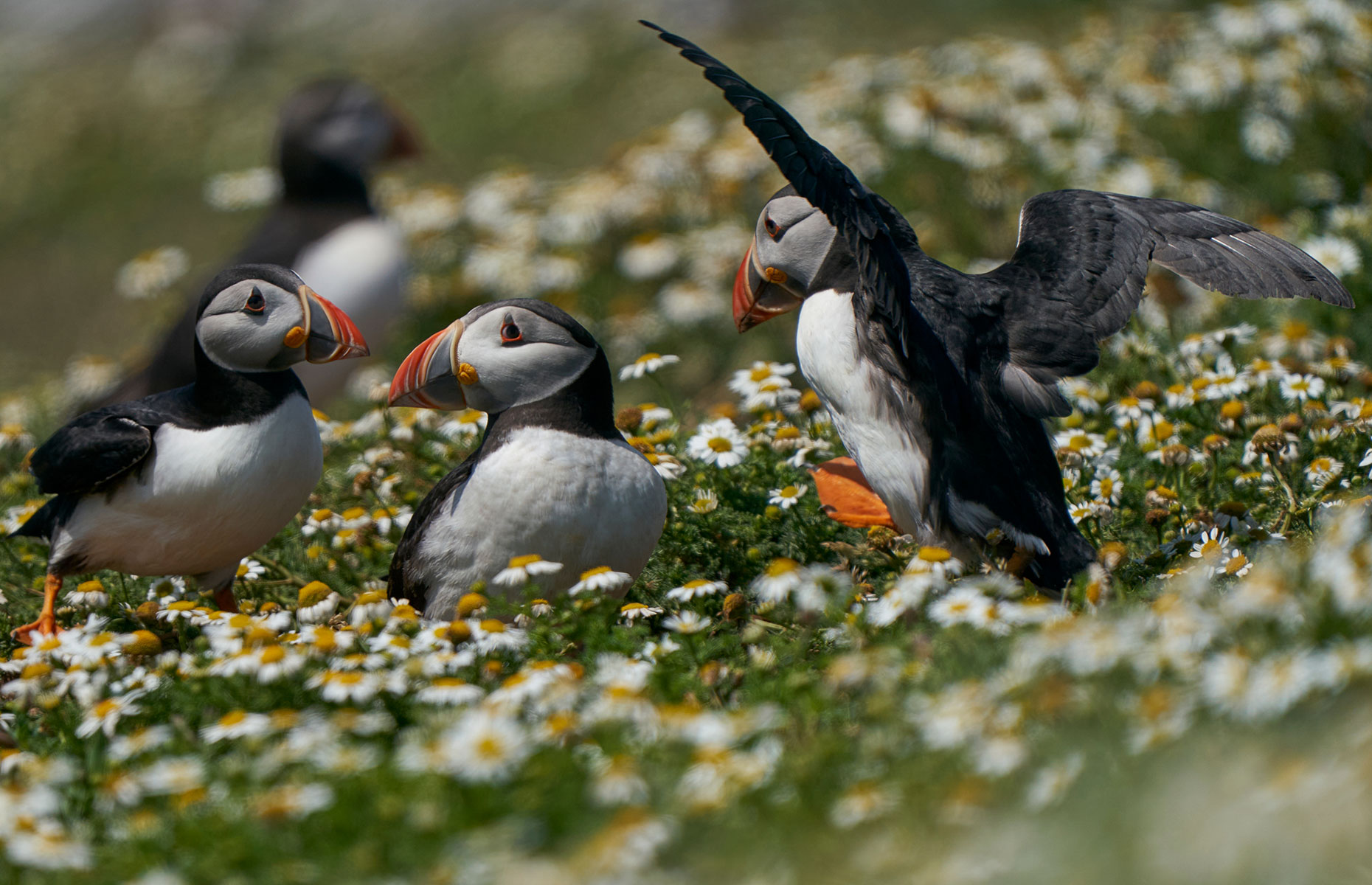 Puffins on Skomer (Image: Jeremy Richards/Shutterstock)