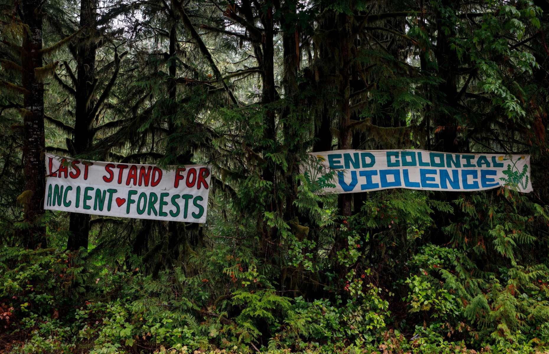 Protest signs hang on a logging road at Fairy Creek [Image: COLE BURSTON/AFP/Getty Images]
