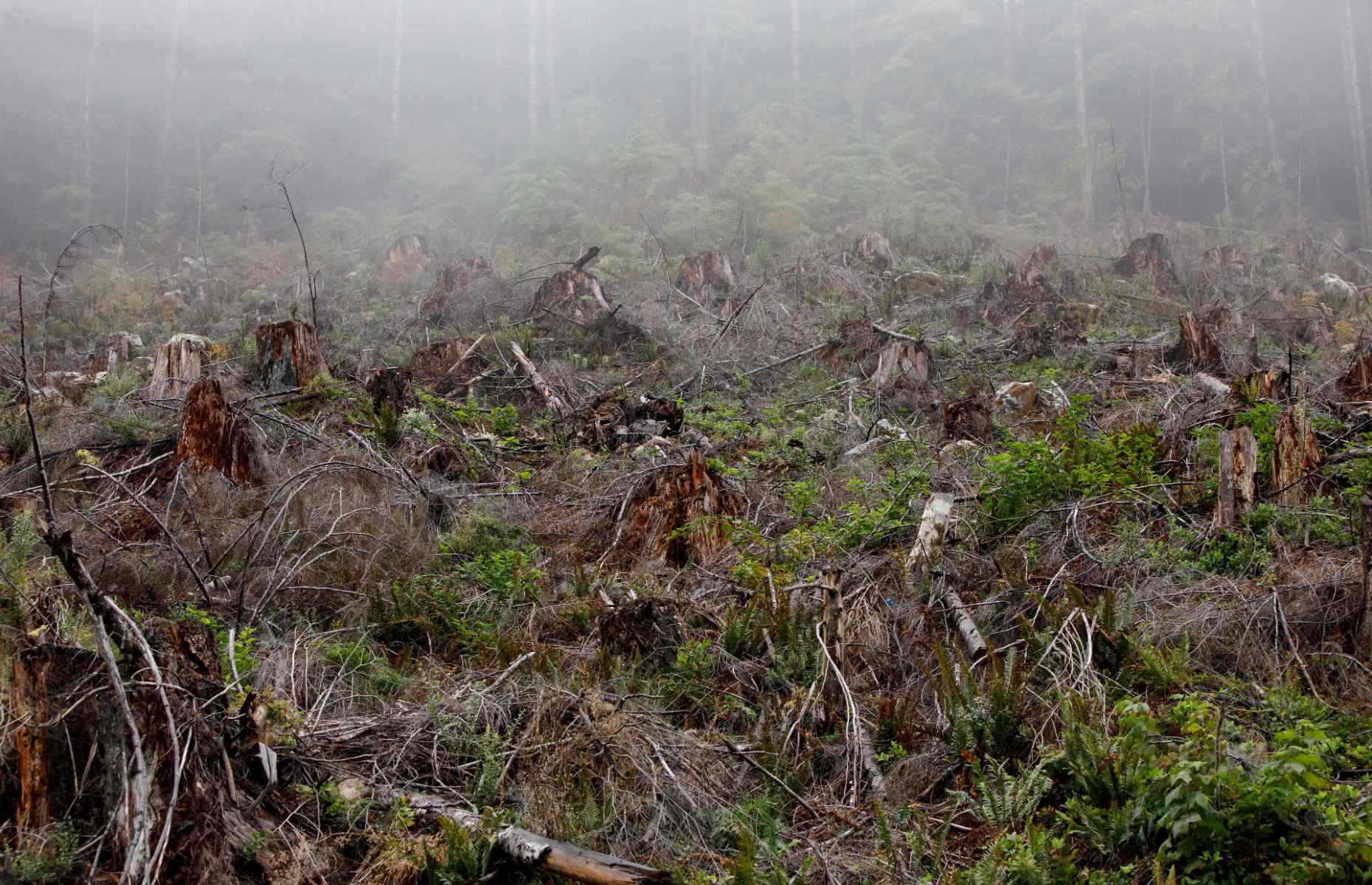 Stumps from previously destroyed trees in Fairy Creek [Image: COLE BURSTON/AFP/Getty Images]