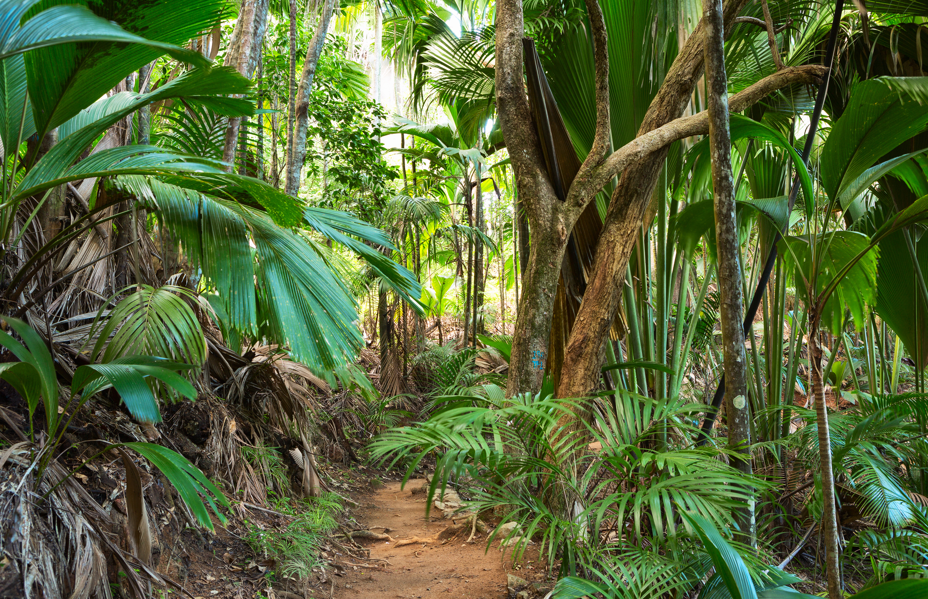 Coco de Mer forest reserve in Seychelles (Image: Nella/Shutterstock)