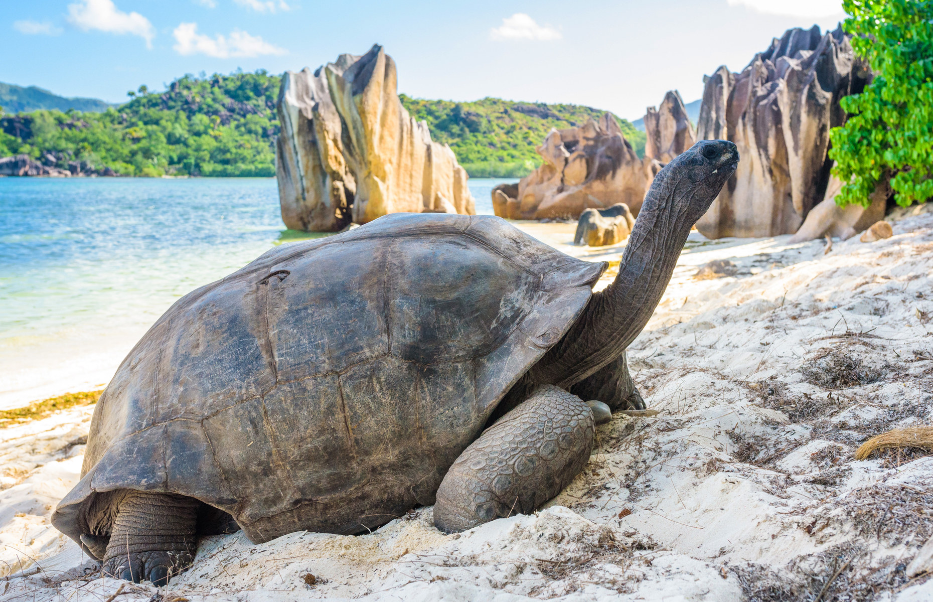 Giant tortoise on a beach in Seychelles (Image: Jan Bures/Shutterstock)