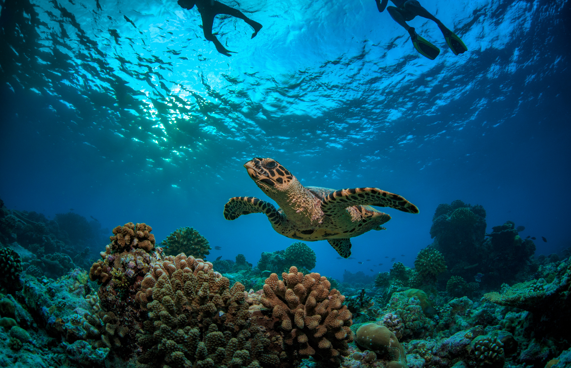 Underwater Seychelles turtle and snorkellers (Image: Willyam Bradberry/Shutterstock)