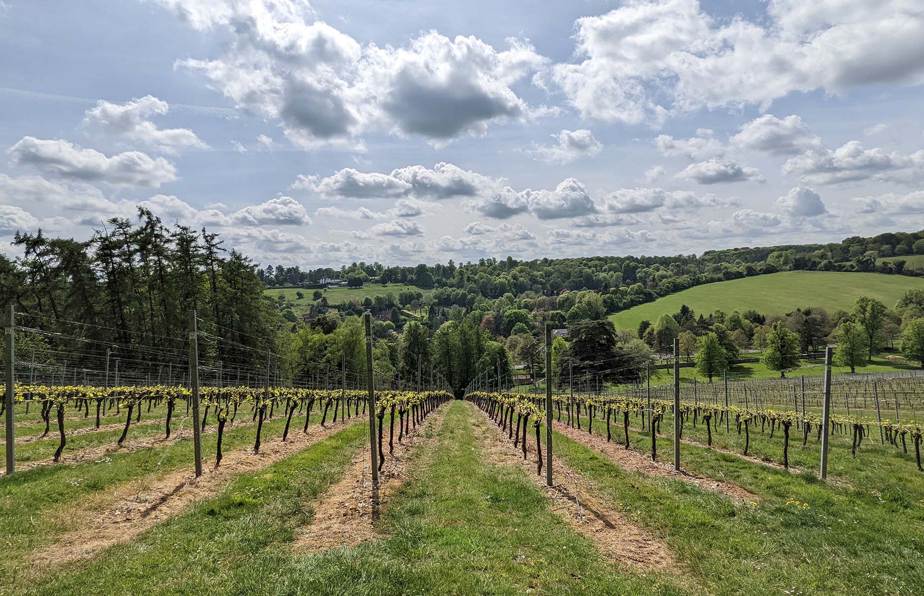 Fairmile Vineyard Henley on Thames (Image: Lottie Gross)