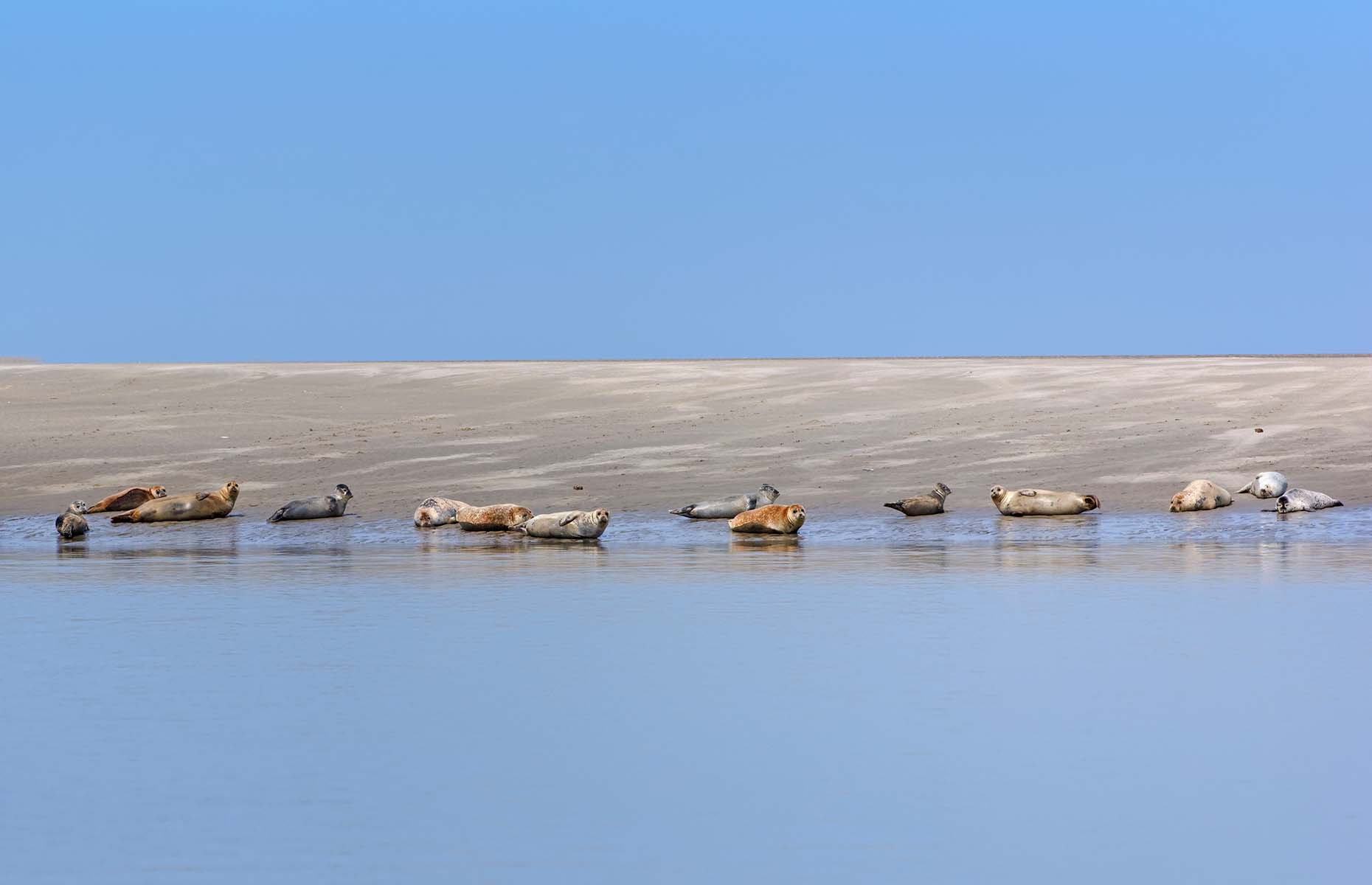 Seals in northern France (Image: bensliman hassan/Shutterstock)