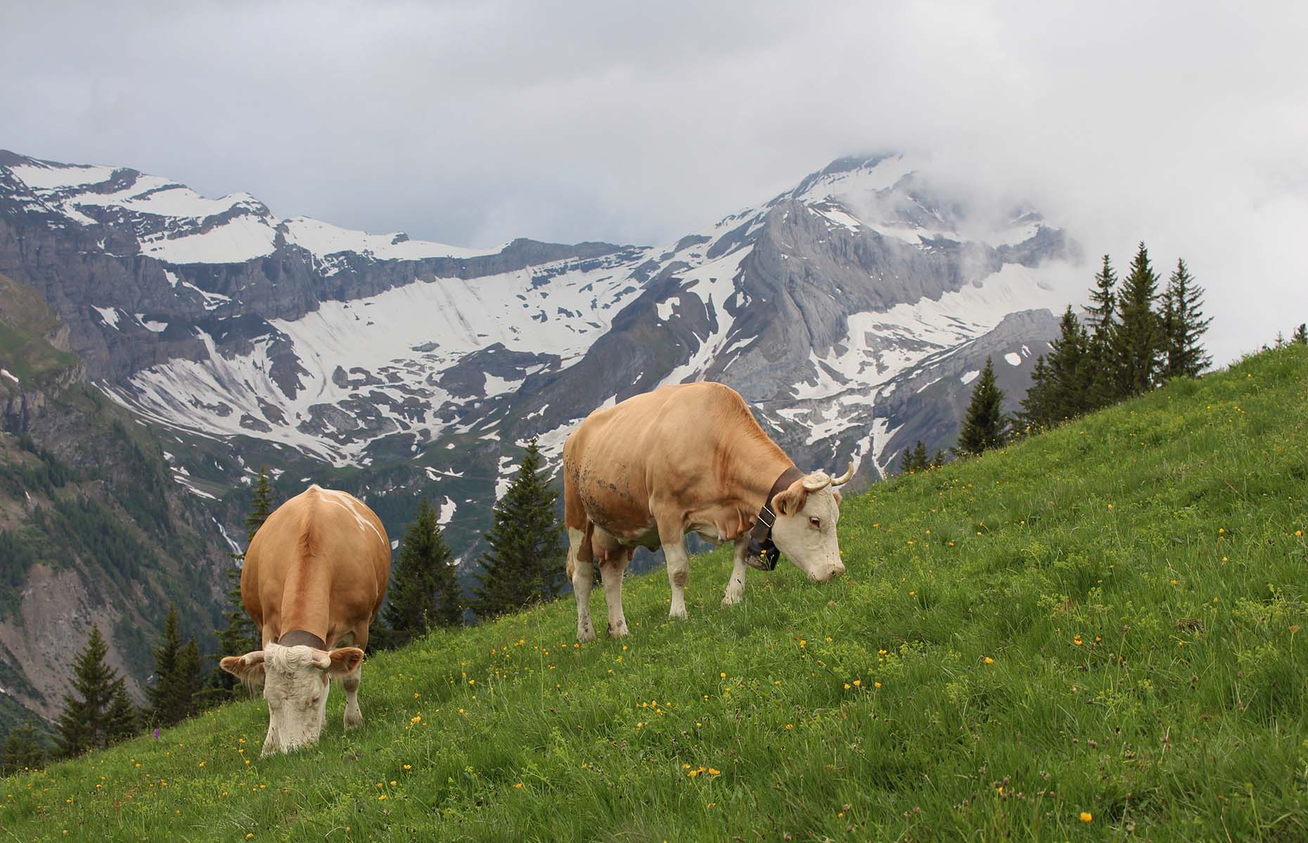 Cows in Gstaad (Image: Ursula Perreten/Shutterstock)