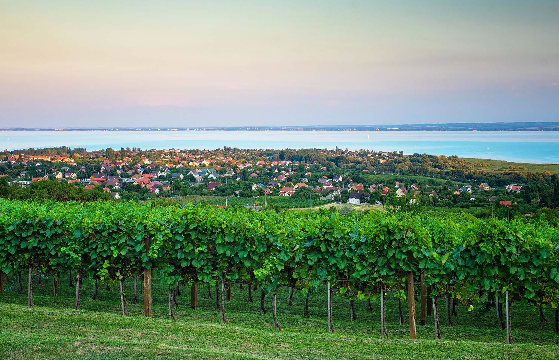 Lake Balaton wine (Image: Botond Horvath/Shutterstock)