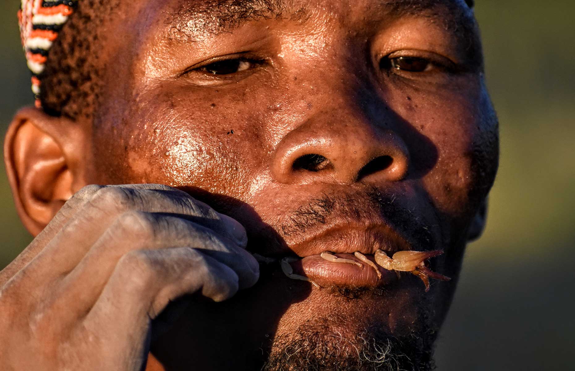 Botswana guide Xhanse puts a scorpion in his mouth (Image: James Draven)