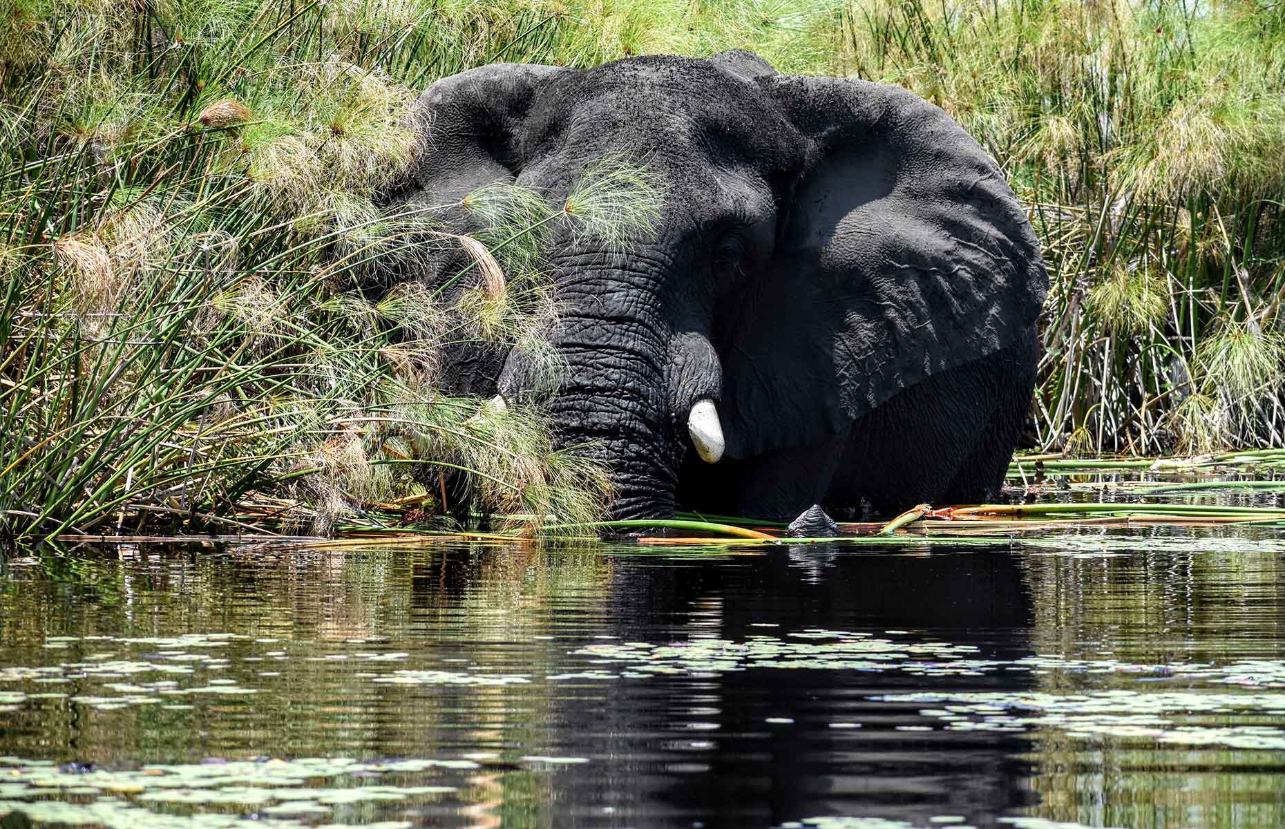 Elephant, Botswana (Image: James Draven)