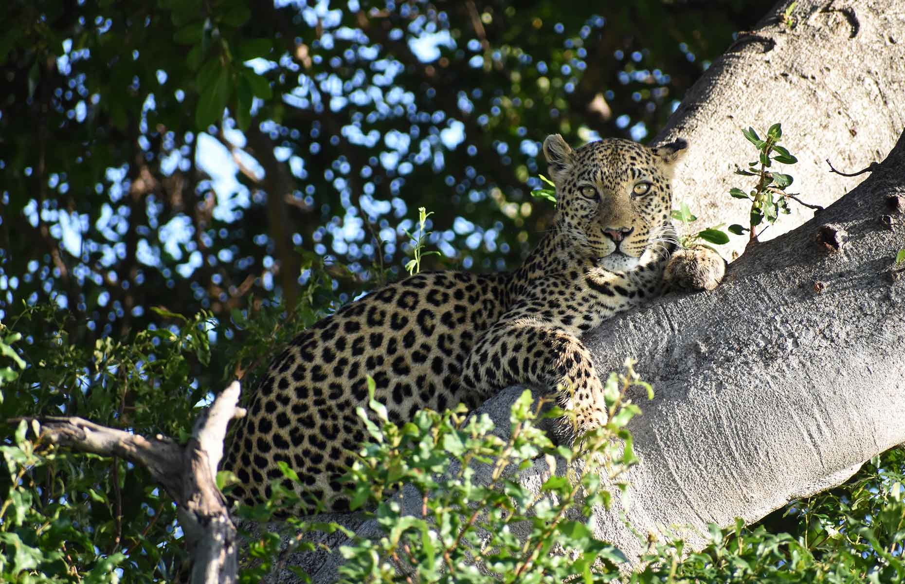 Leopard, Botswana (Image: James Draven)