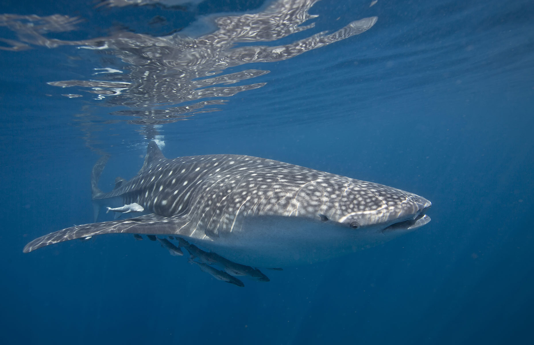 Whale shark spotted in the Al Diminiyat Islands, Oman (Image: Shutterstock/SeraphP)