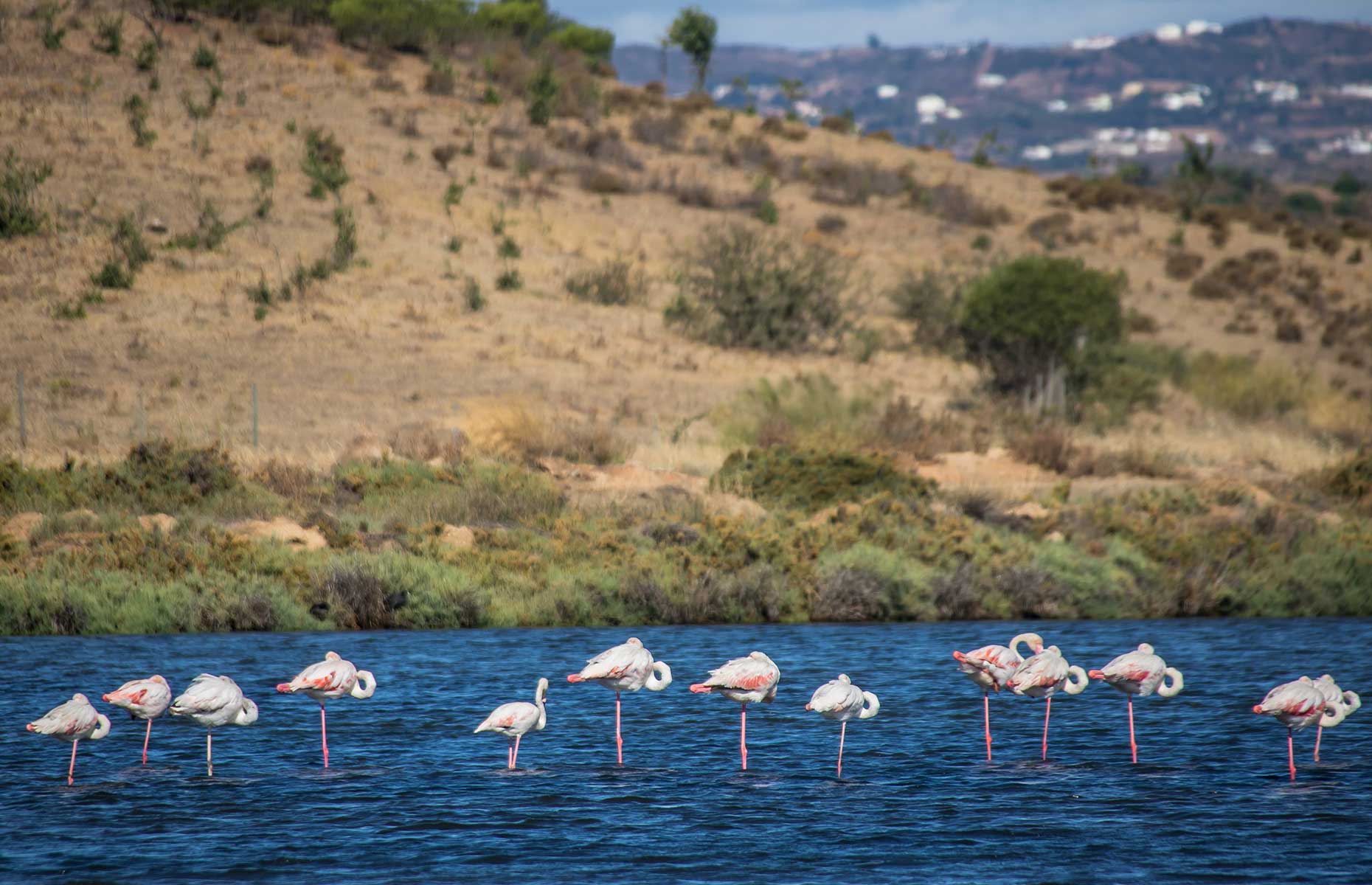 Flamingoes at Ria Formosa, Quinta do Lago (Image: Taniaaraujo/Shutterstock)