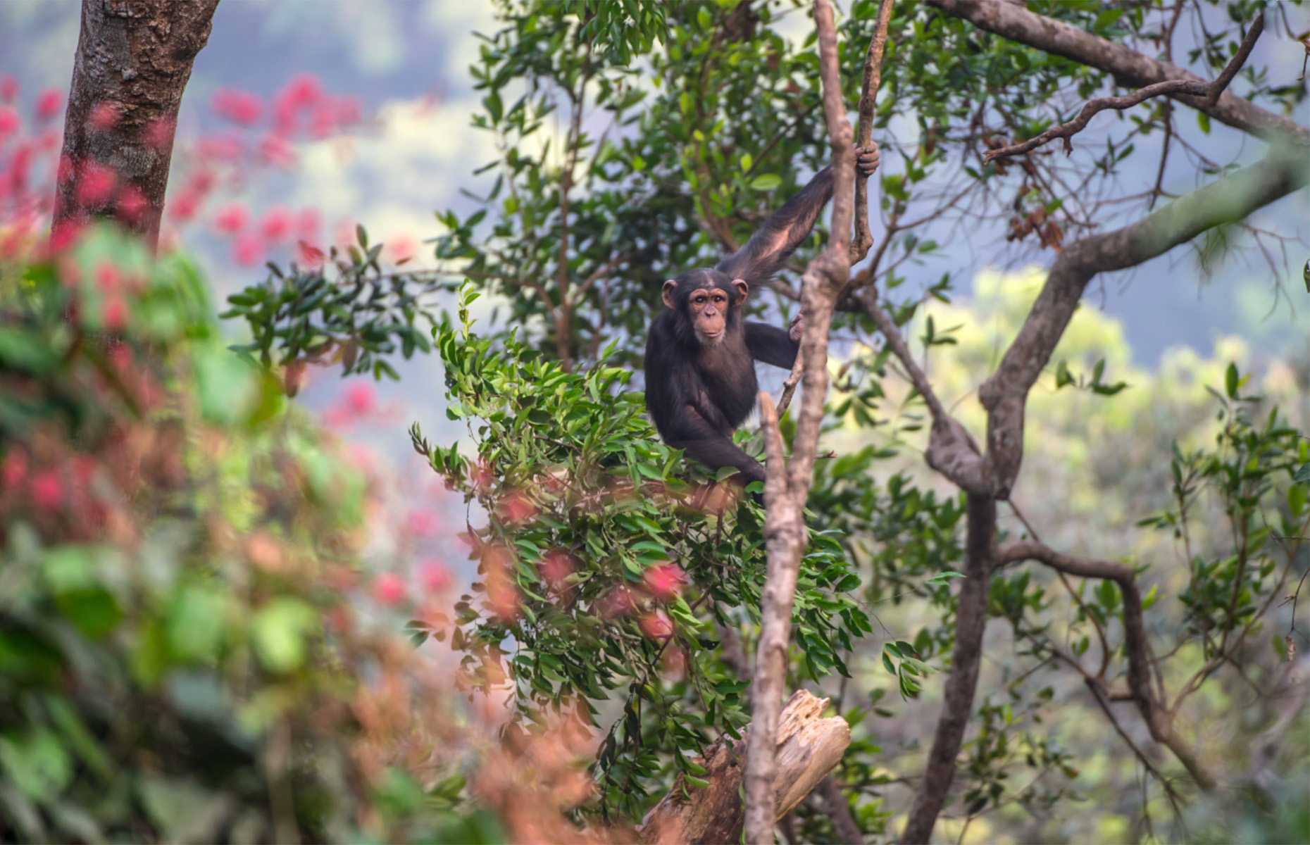 A Western chimpanzee in the wild (Courtesy of Tacugama Chimpanzee Sanctuary)