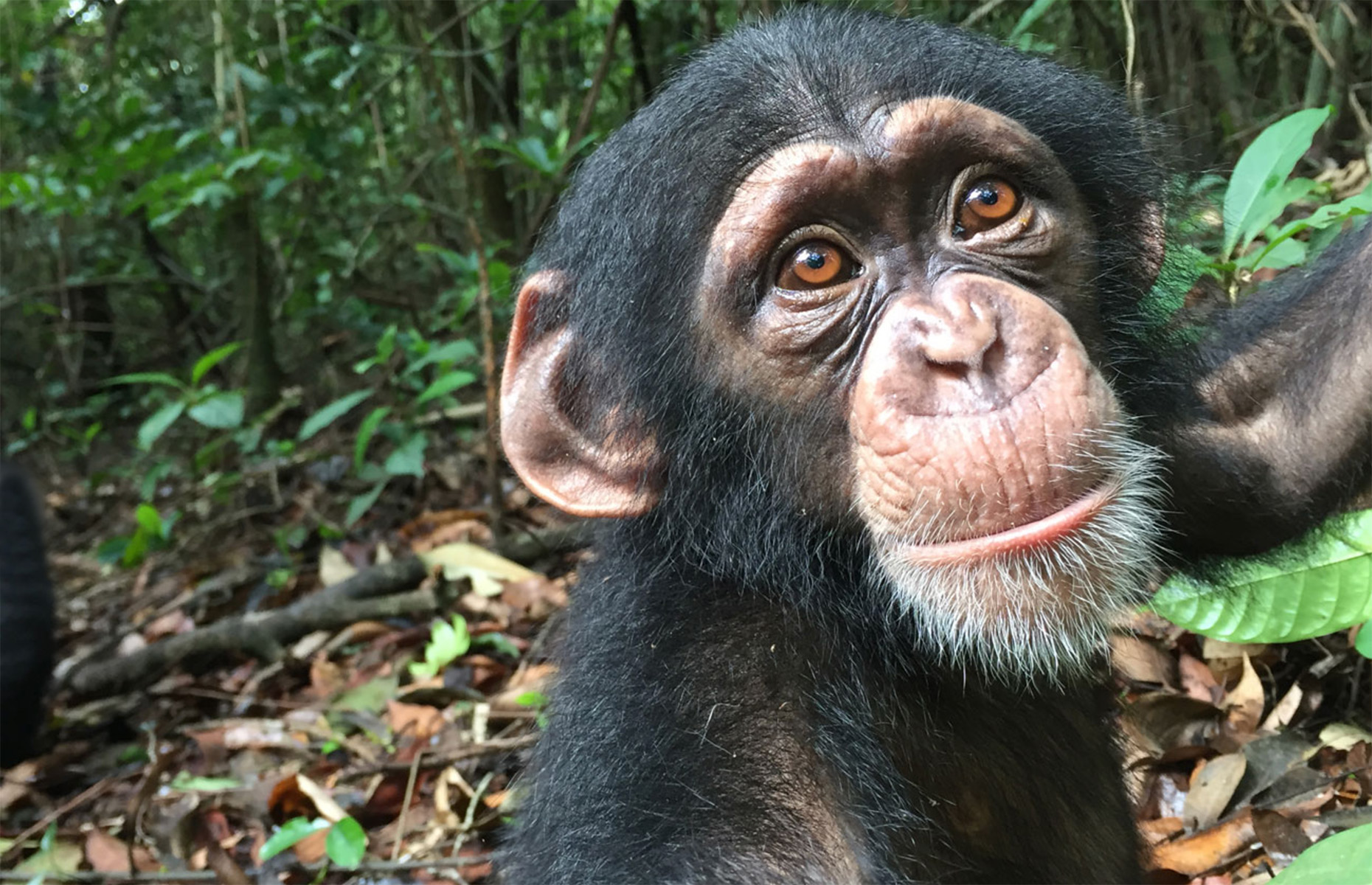 A rescued chimp enjoying a new life at Tacugama (Courtesy of Tacugama Chimpanzee Sanctuary)