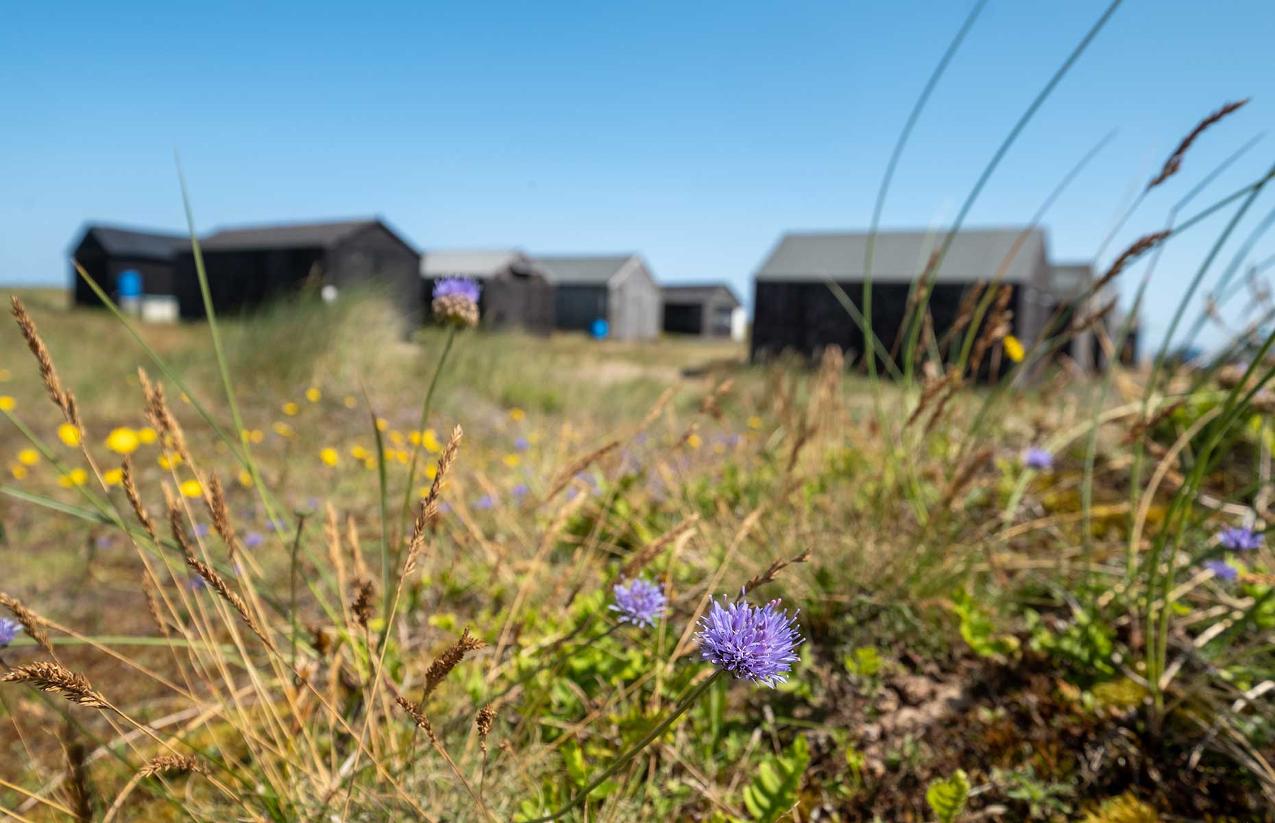 Winterton-on-Sea and its black painted wooden fishermens' huts (Image: Lois GoBe/Shutterstock)