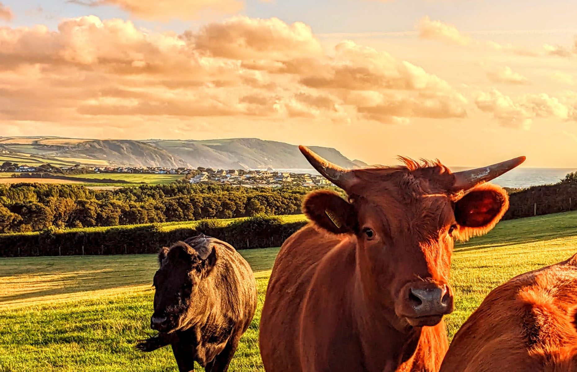 Cows at Whalesborough(Whalesborough Holiday Cottages & Spa)