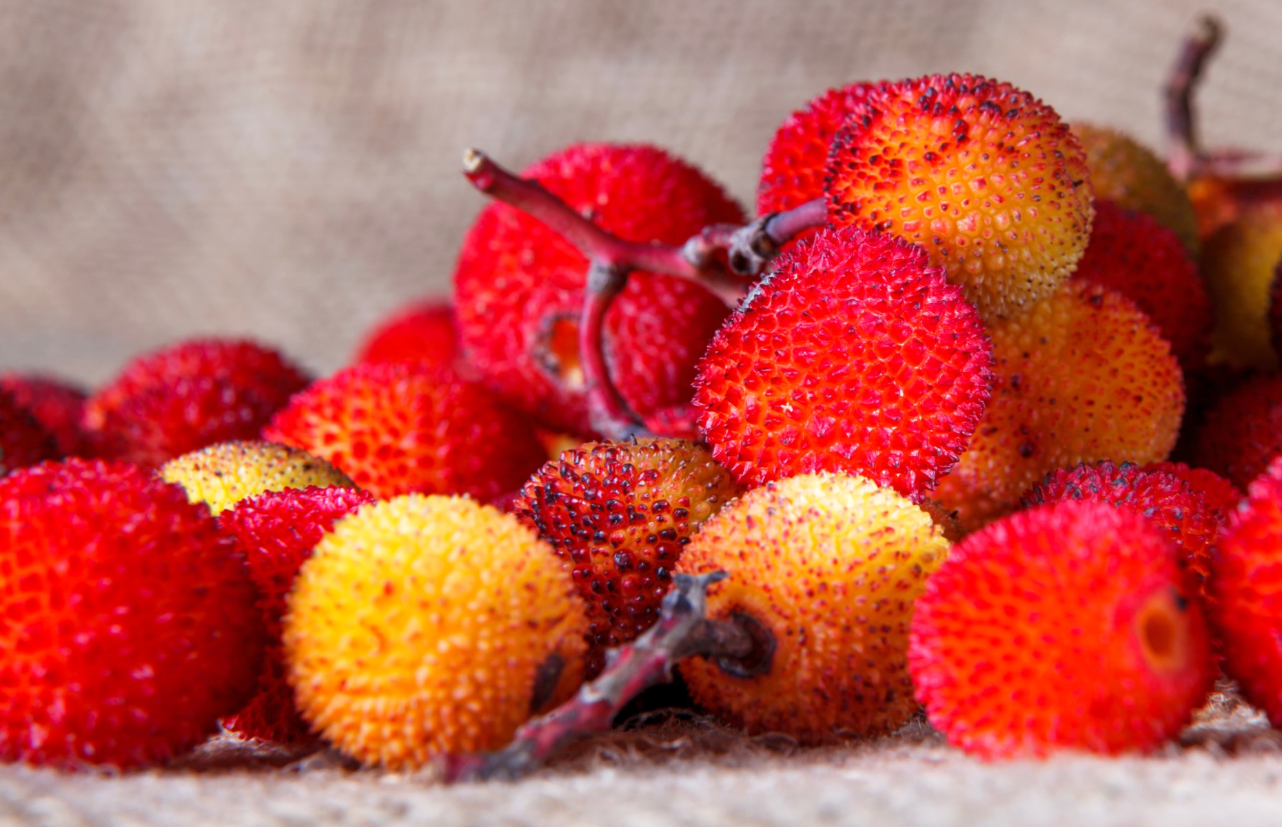 Medronho berries (Image: Francisco Duarte Mendes/Shutterstock)