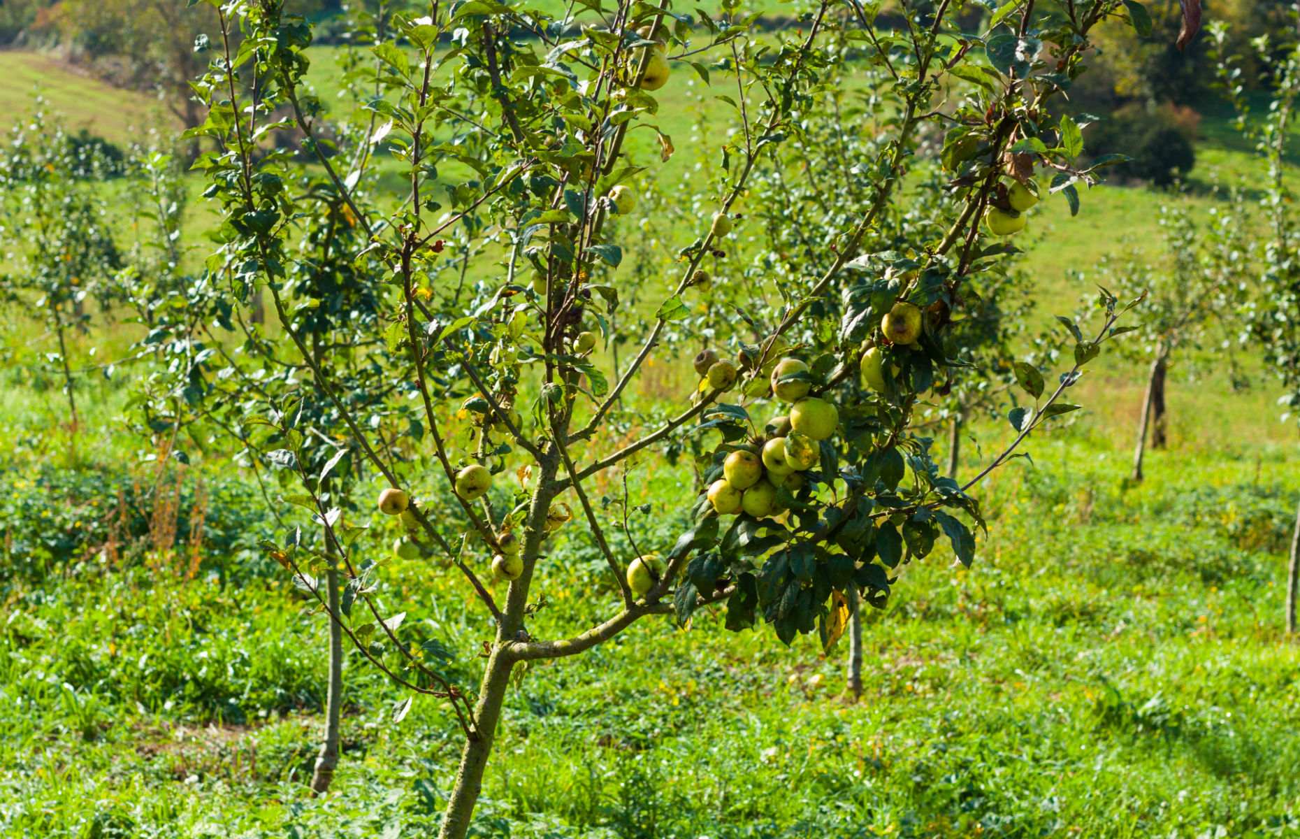 apple trees