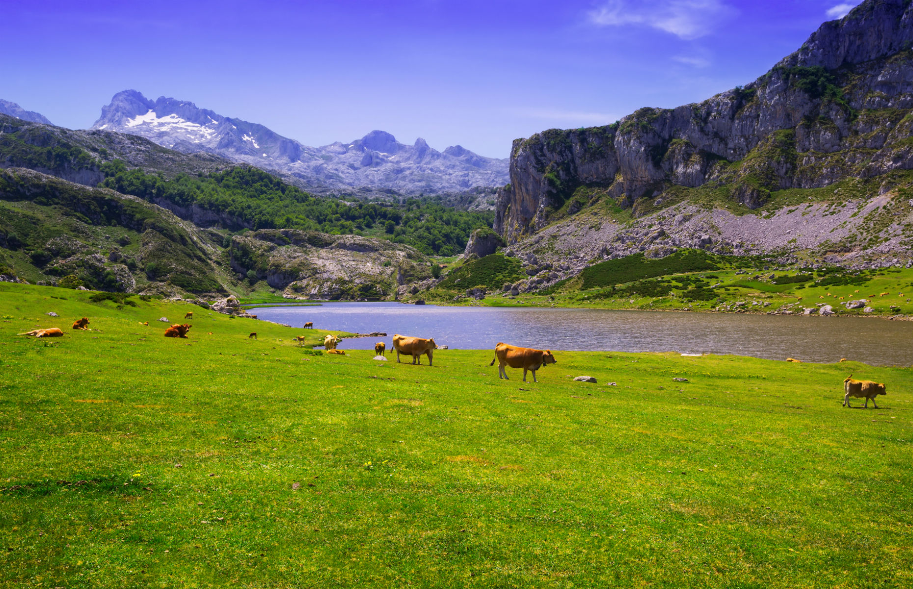 cows in Asturias