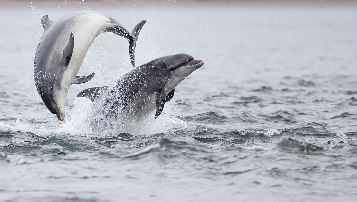 Dolphins in the North Sea