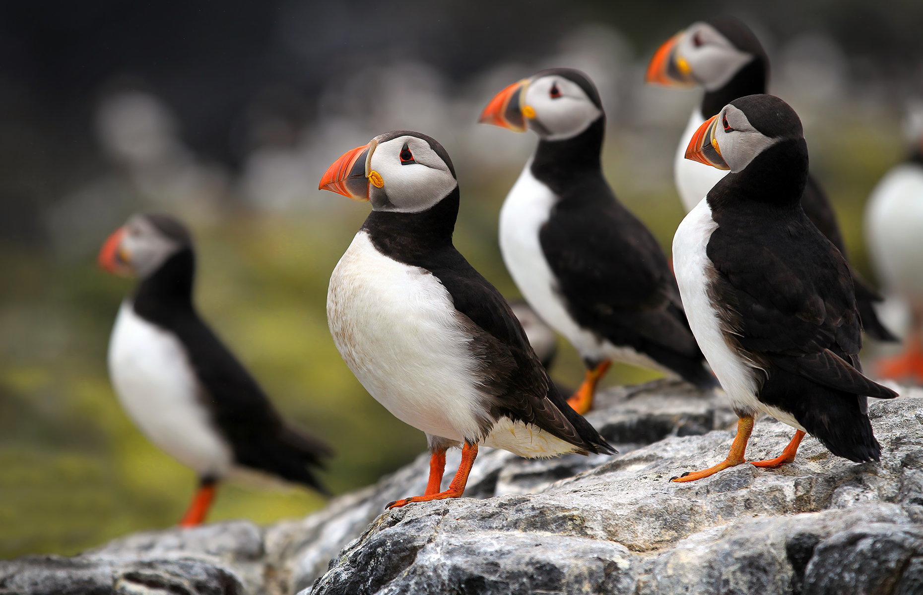 Puffins