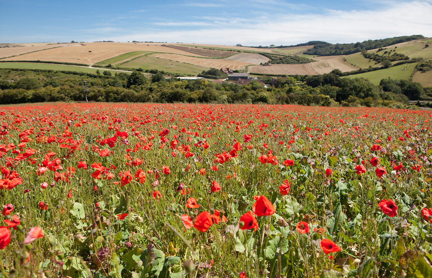 South Downs Way, poppies, fields
