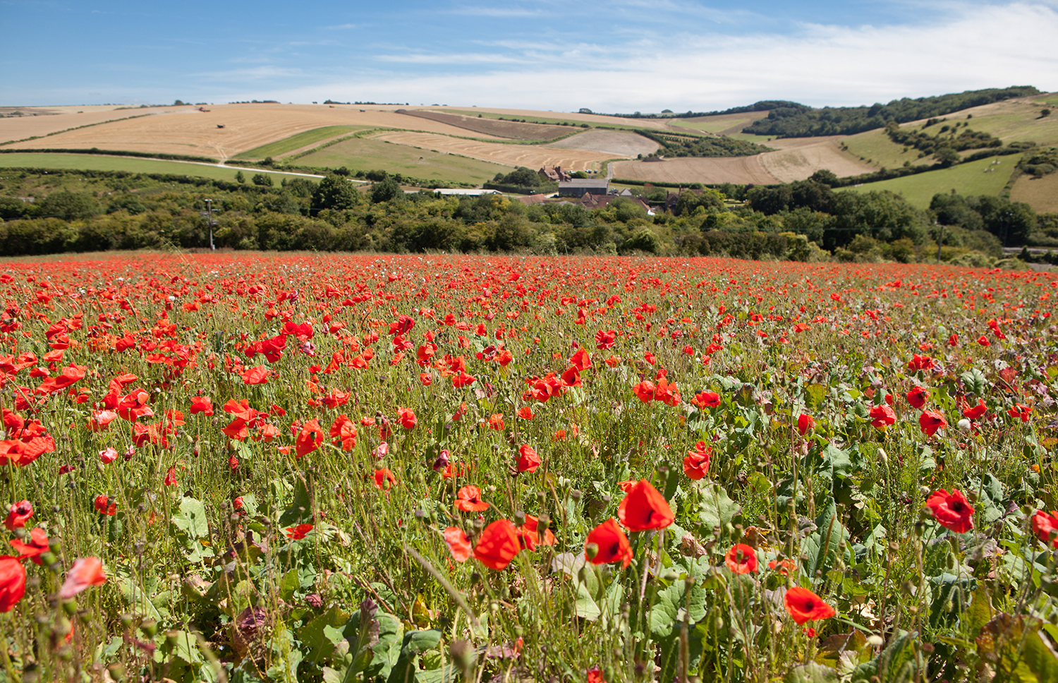 South Downs, Sussex