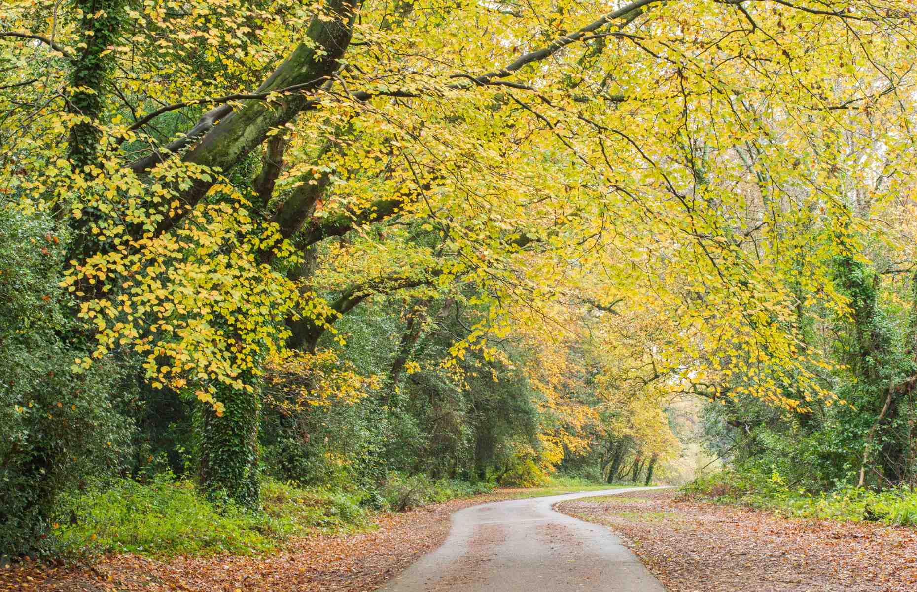 Southampton Common (Image: jaqui hewitt-taylor/Alamy)