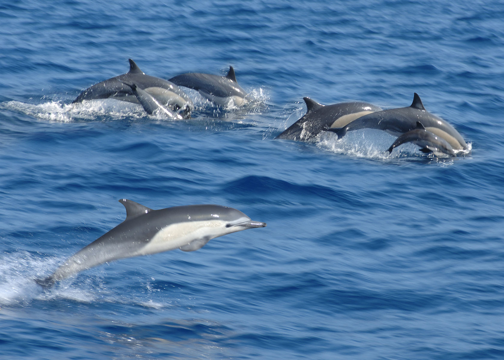 dolphins_swimming