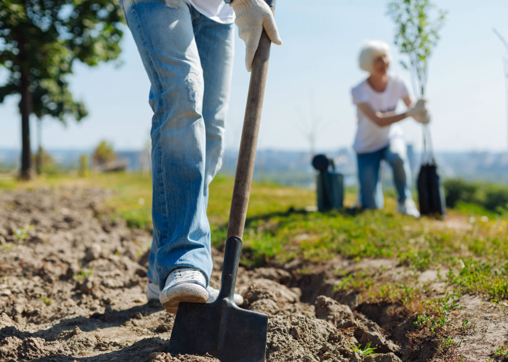 tree_planting