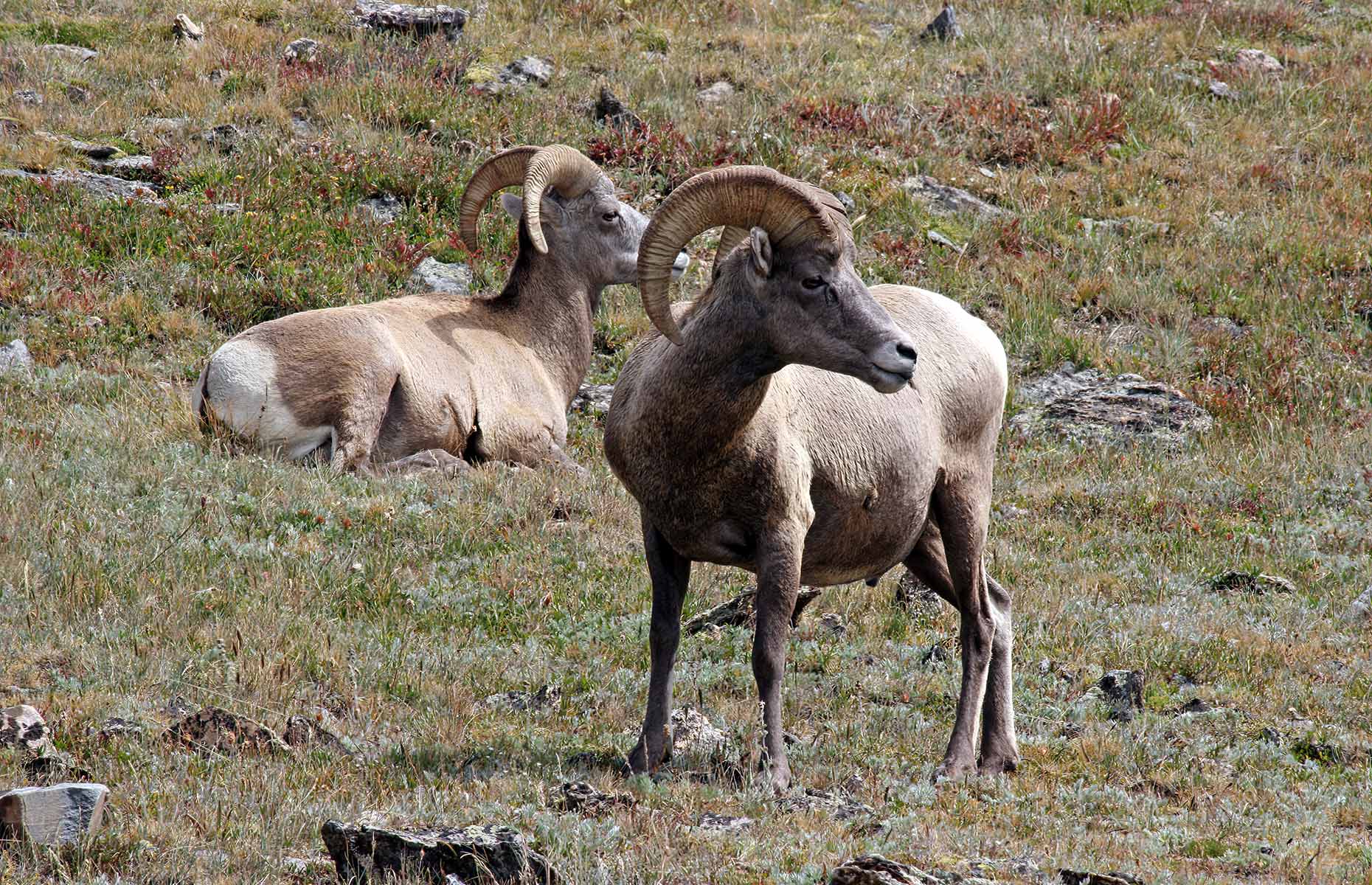 Bighorn sheep in the Rockies (Image: Judith Andrews/Shutterstock)