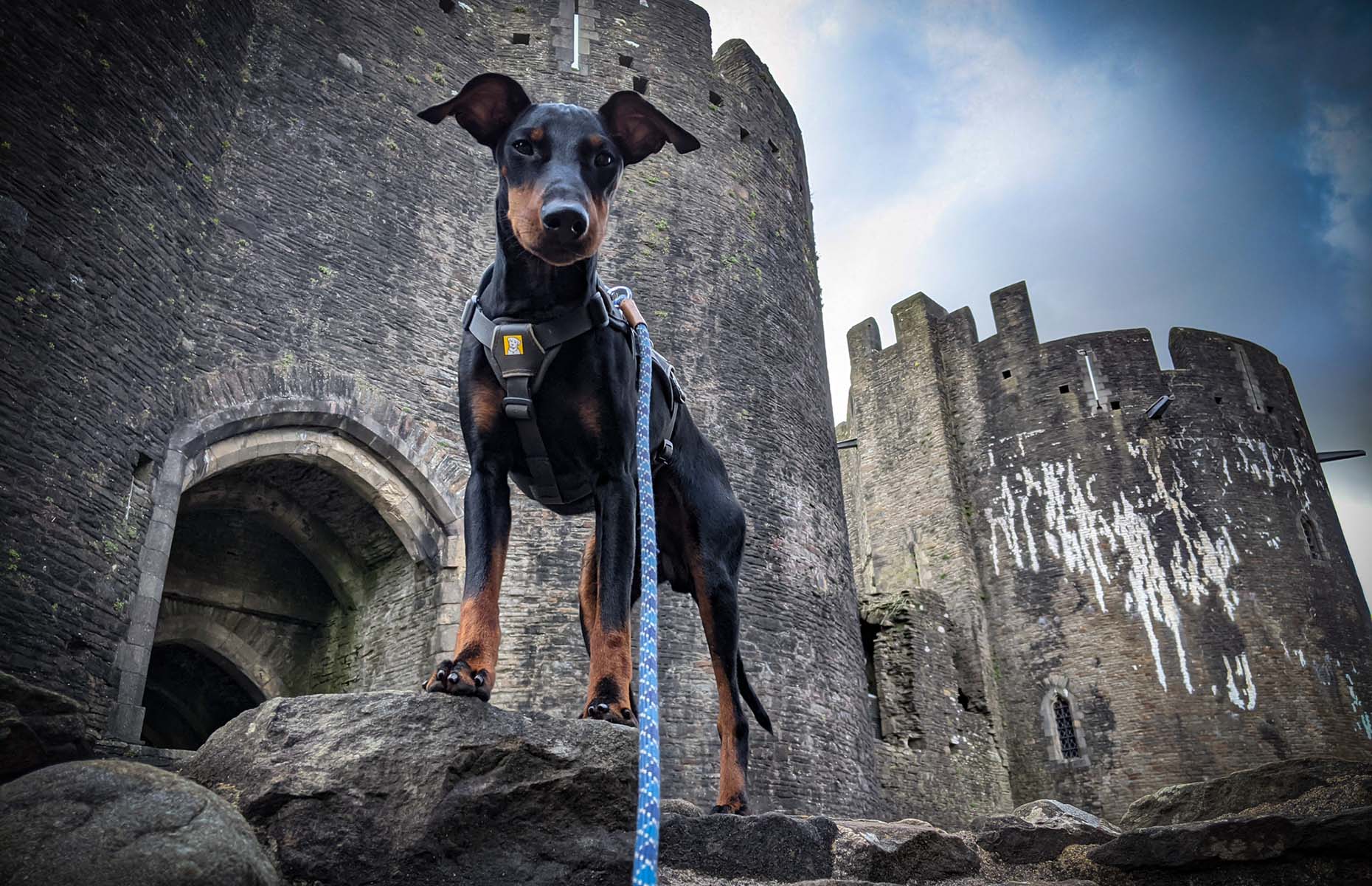 Dog at Caerphilly Castle in Wales (Image: Lottie Gross)