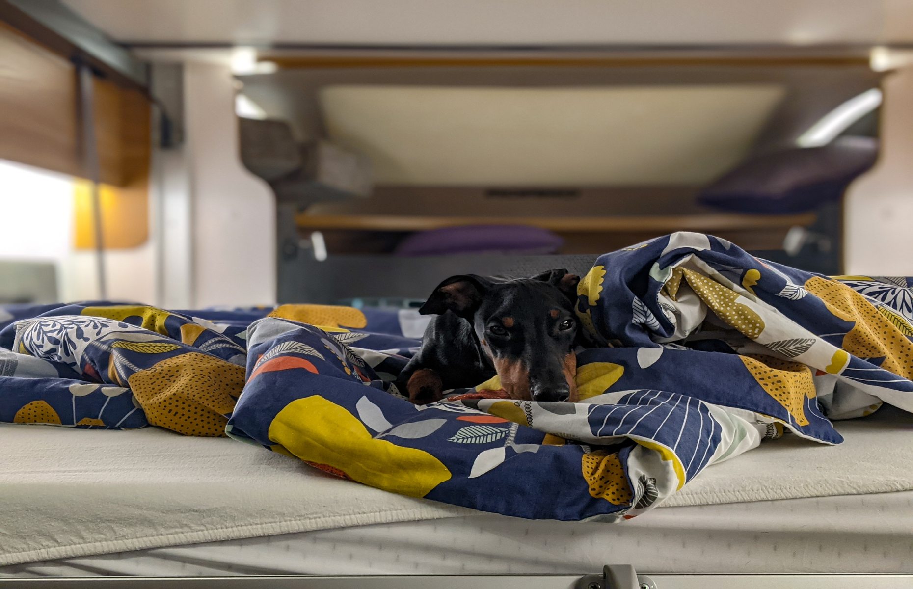 Dog on a blanket (Image: Lottie Gross)