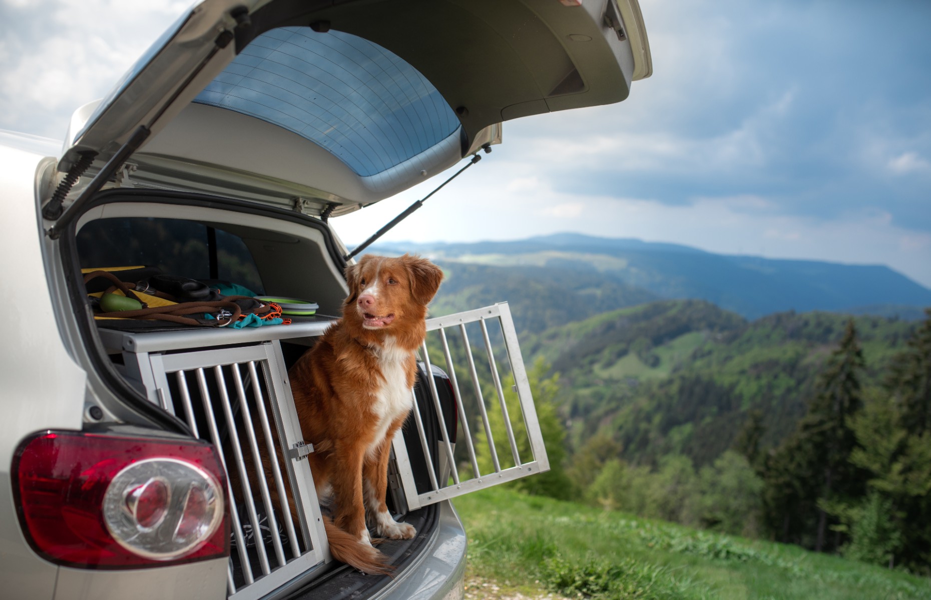 Dog in its crate in the boot of a car (Image:  dezy/Shutterstock)