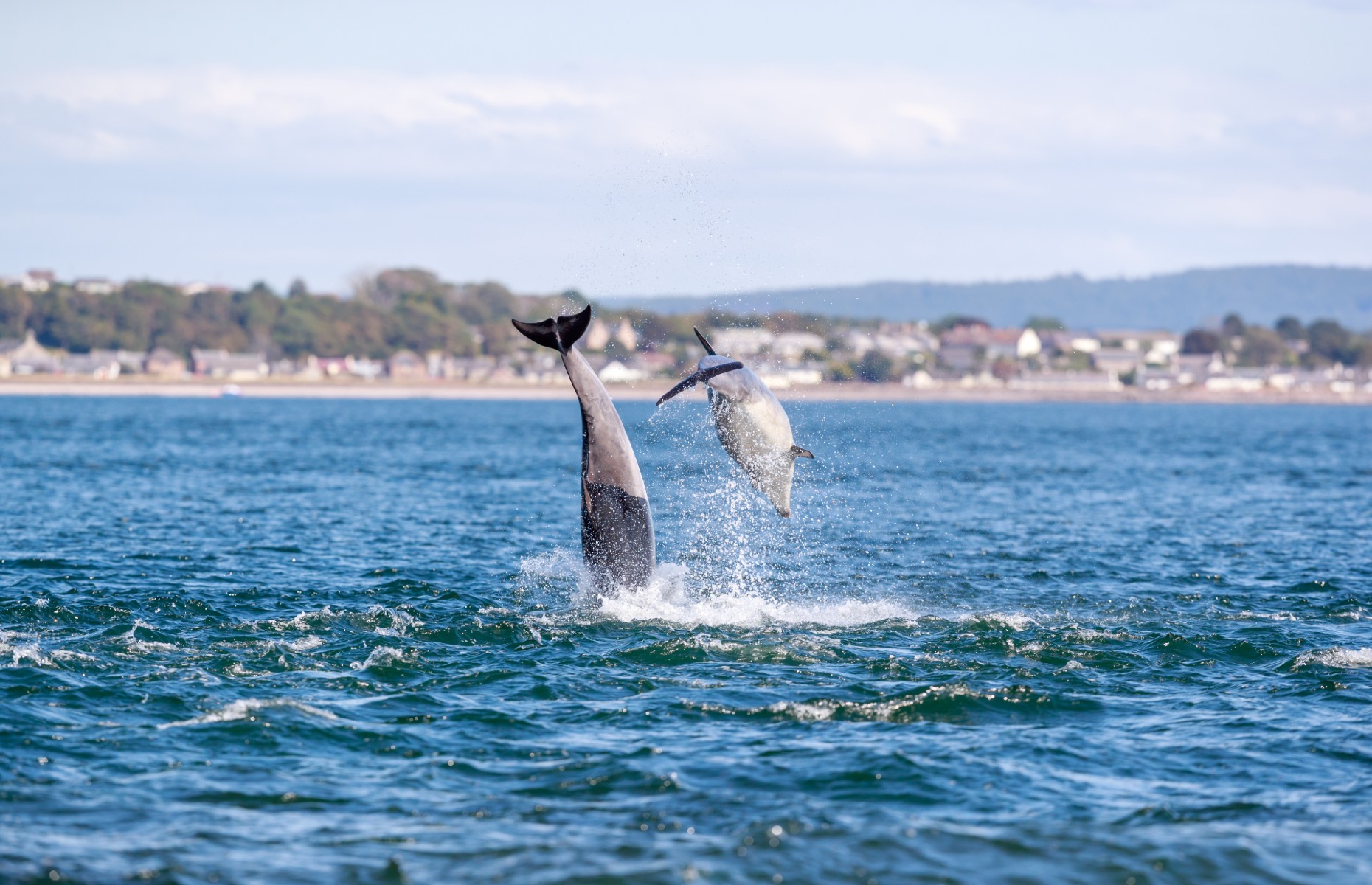 Dolphins splashing in the Moray Firth (Image: Chanonry/Shutterstock)