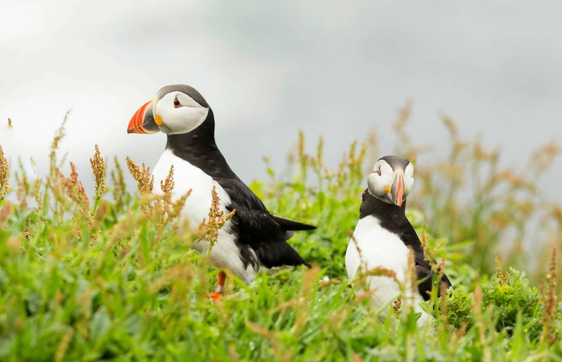 Puffins on Bempton Cliffs (Image: RSPBBempton/Facebook)