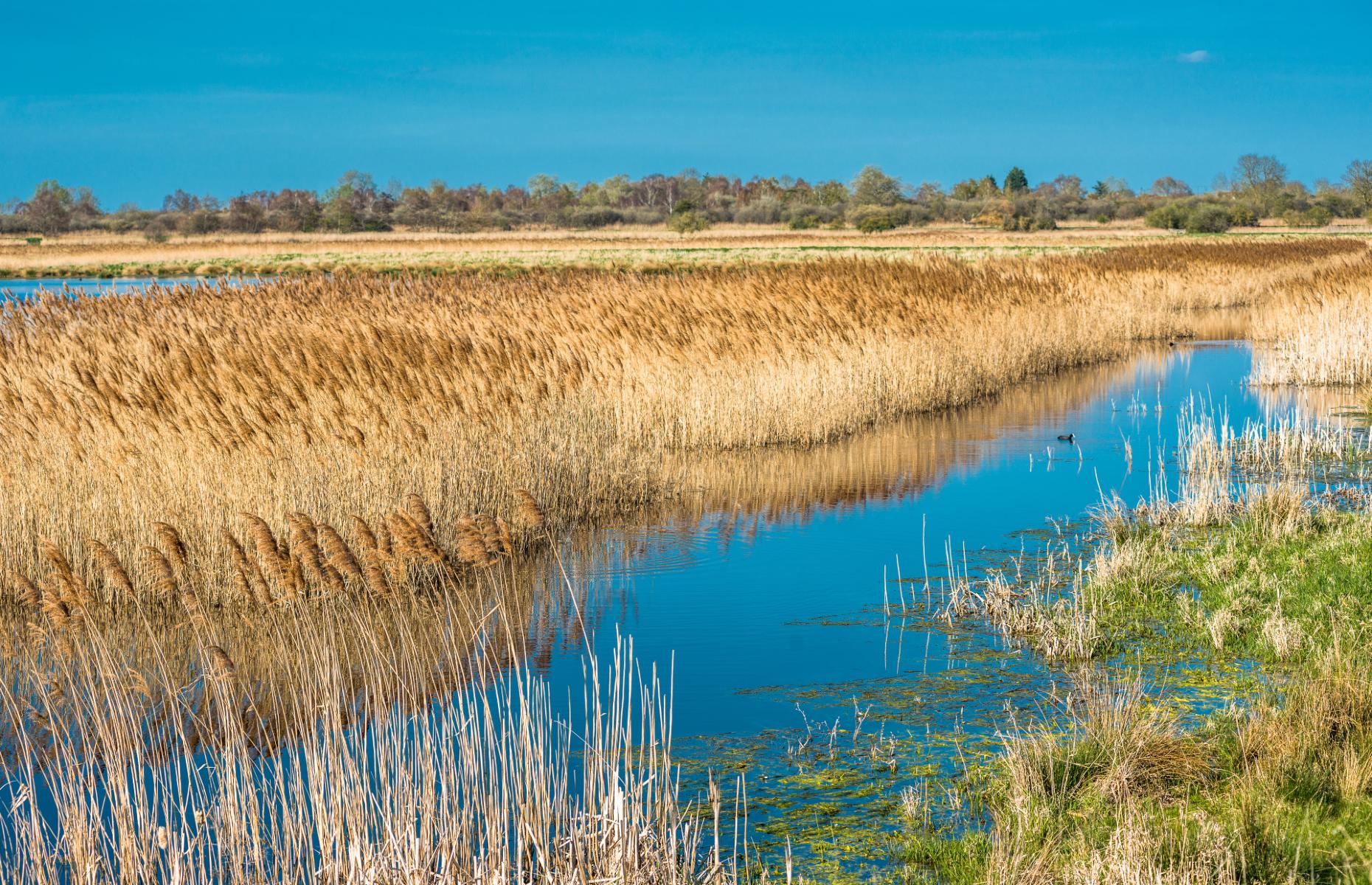 The Fens (Image: Andy333/Shutterstock)