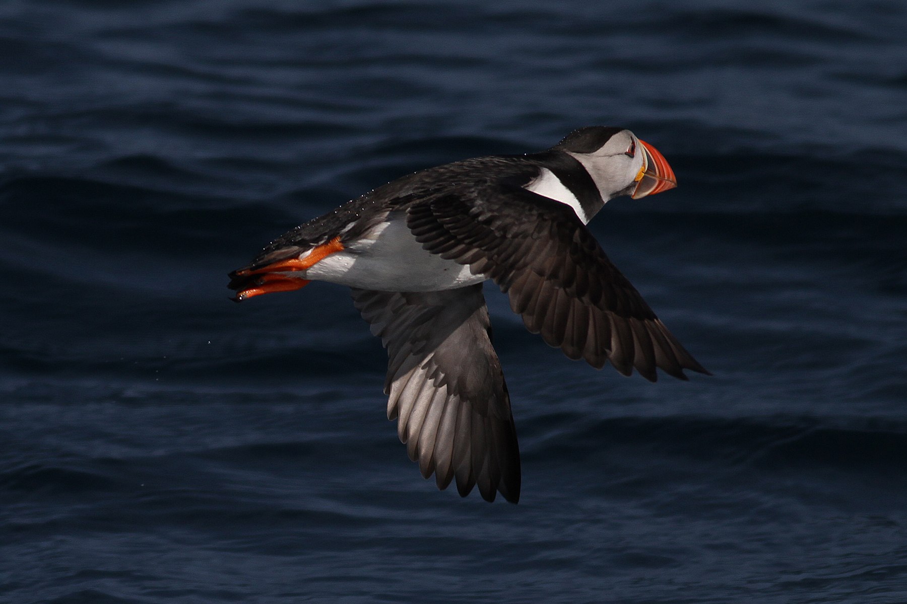 Puffin in the Isles of Scilly (Image: Visit Isles of Scilly)