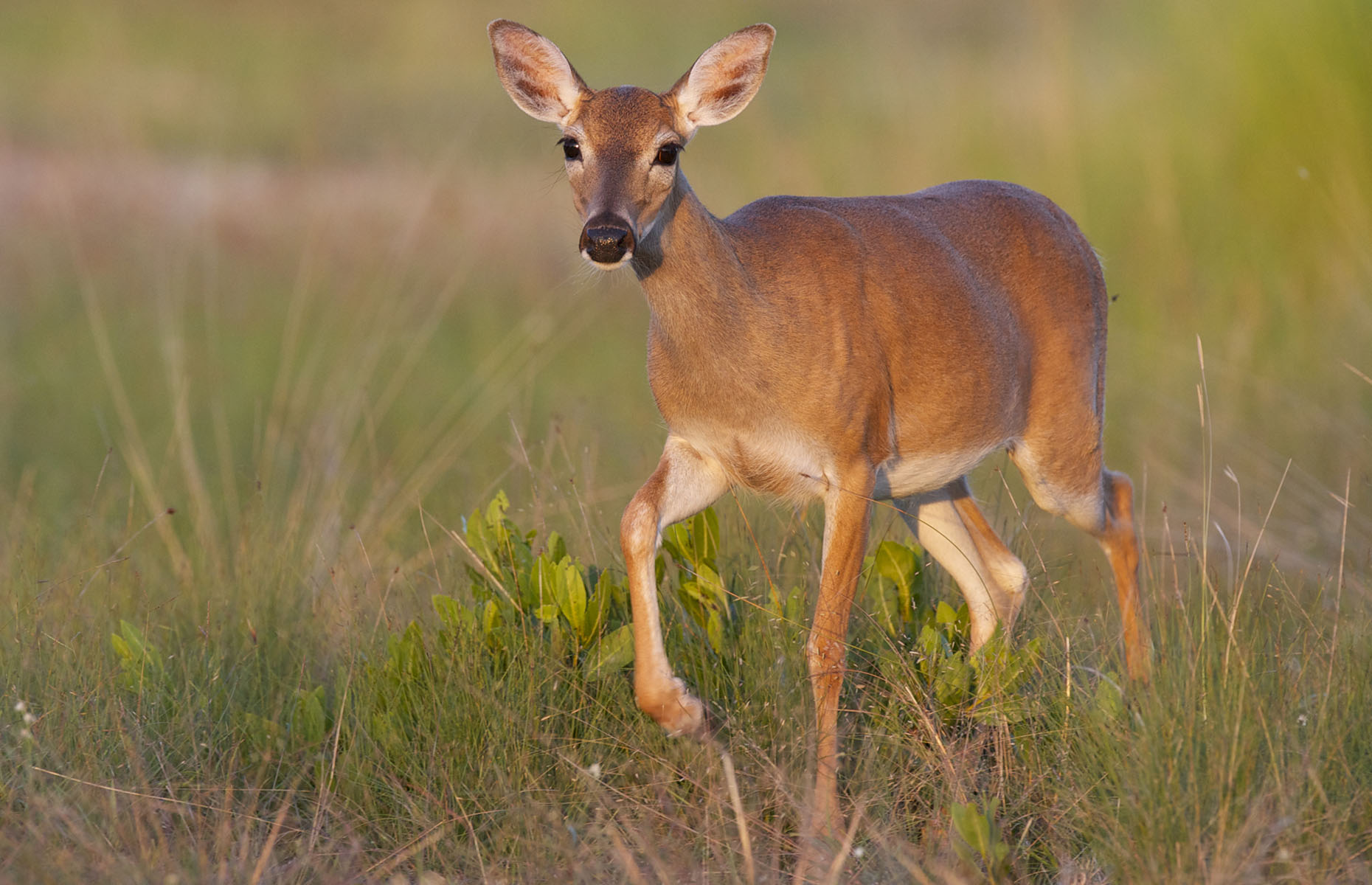 Key deer (Image: moosehenderson/Shutterstock)