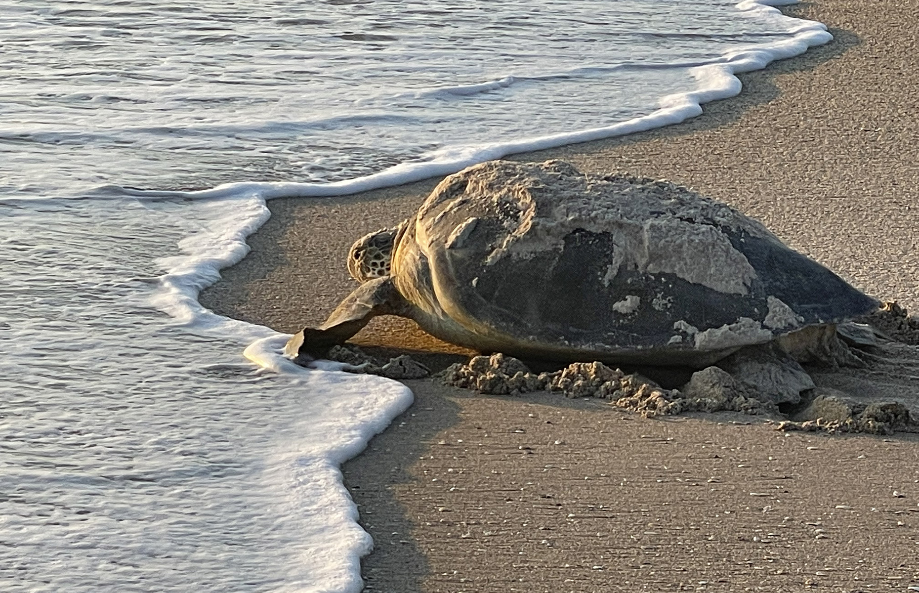 Sea turtle in Florida's Space Coast. (Image: Courtesy of Florida's Space Coast Office of Tourism). 