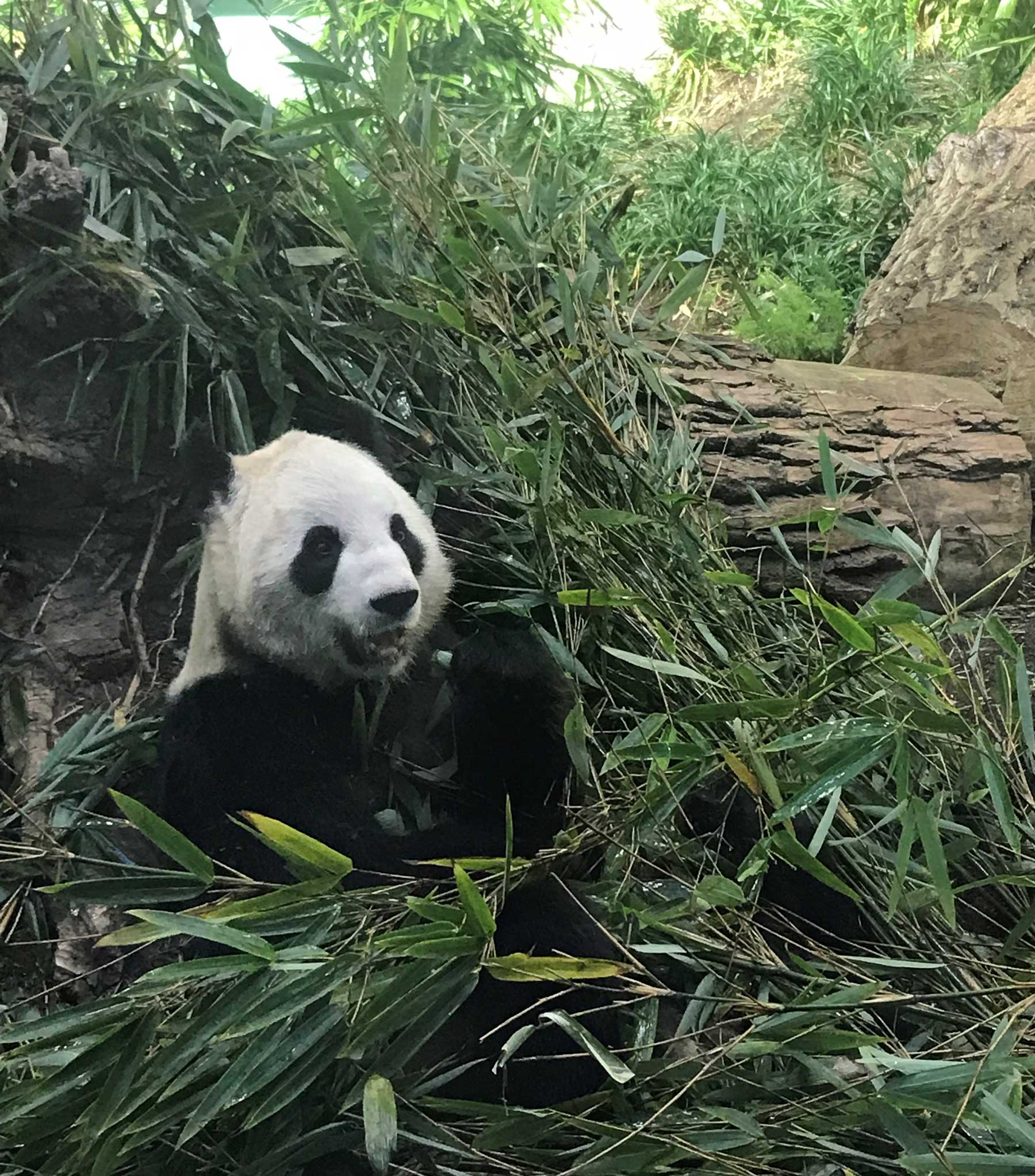 One of the four pandas at Calgary Zoo