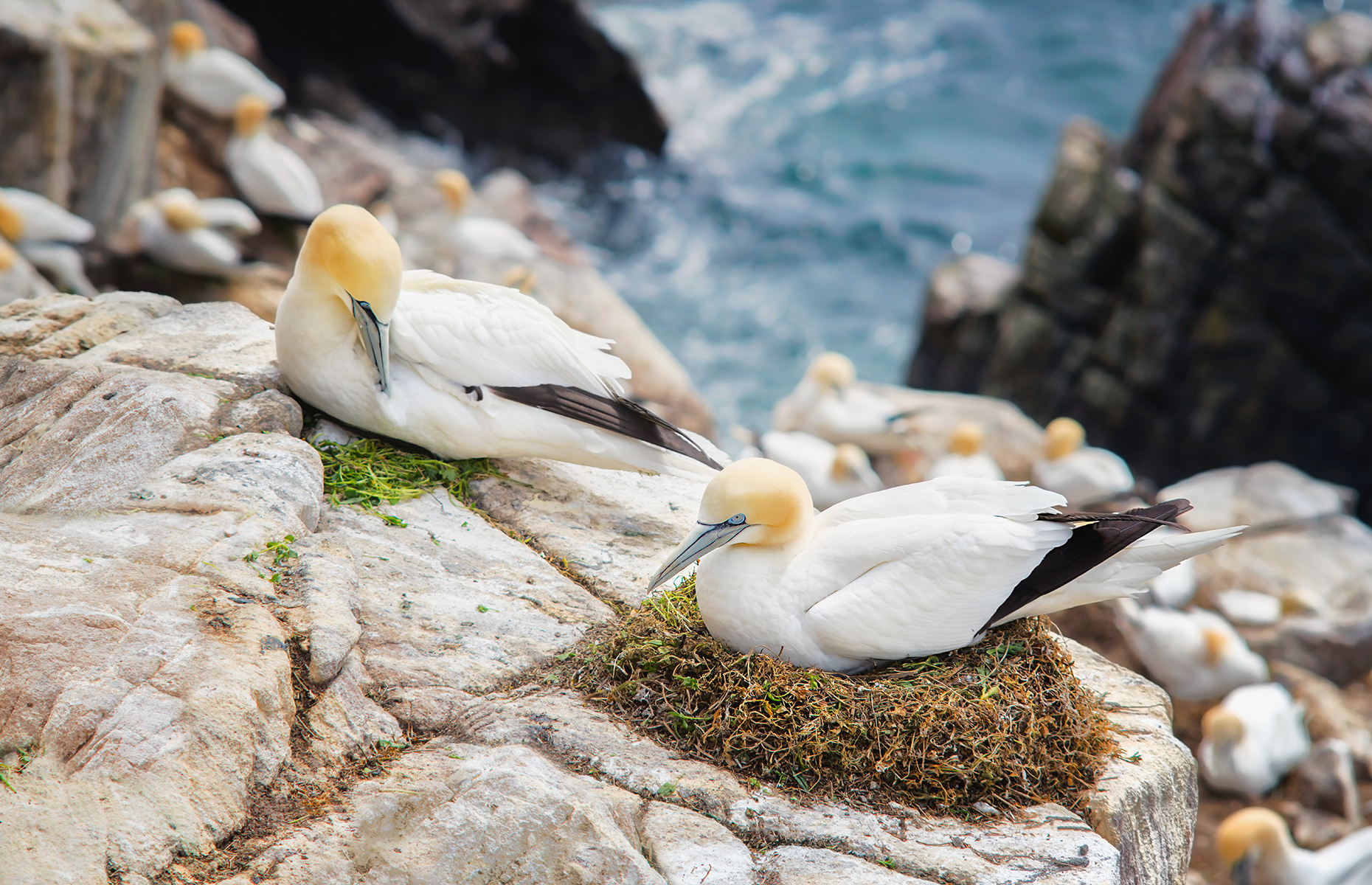 Northern gannets