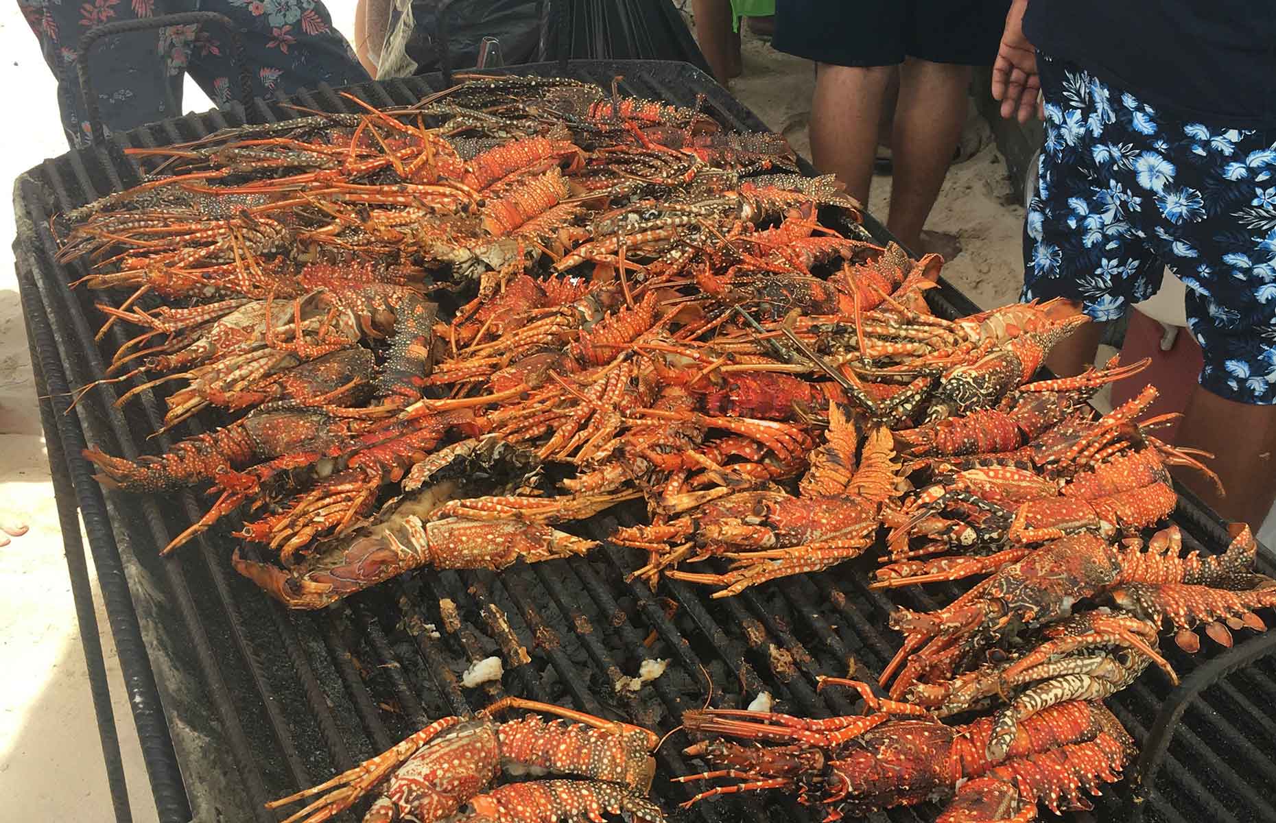 Shrimp, Sandy Ground