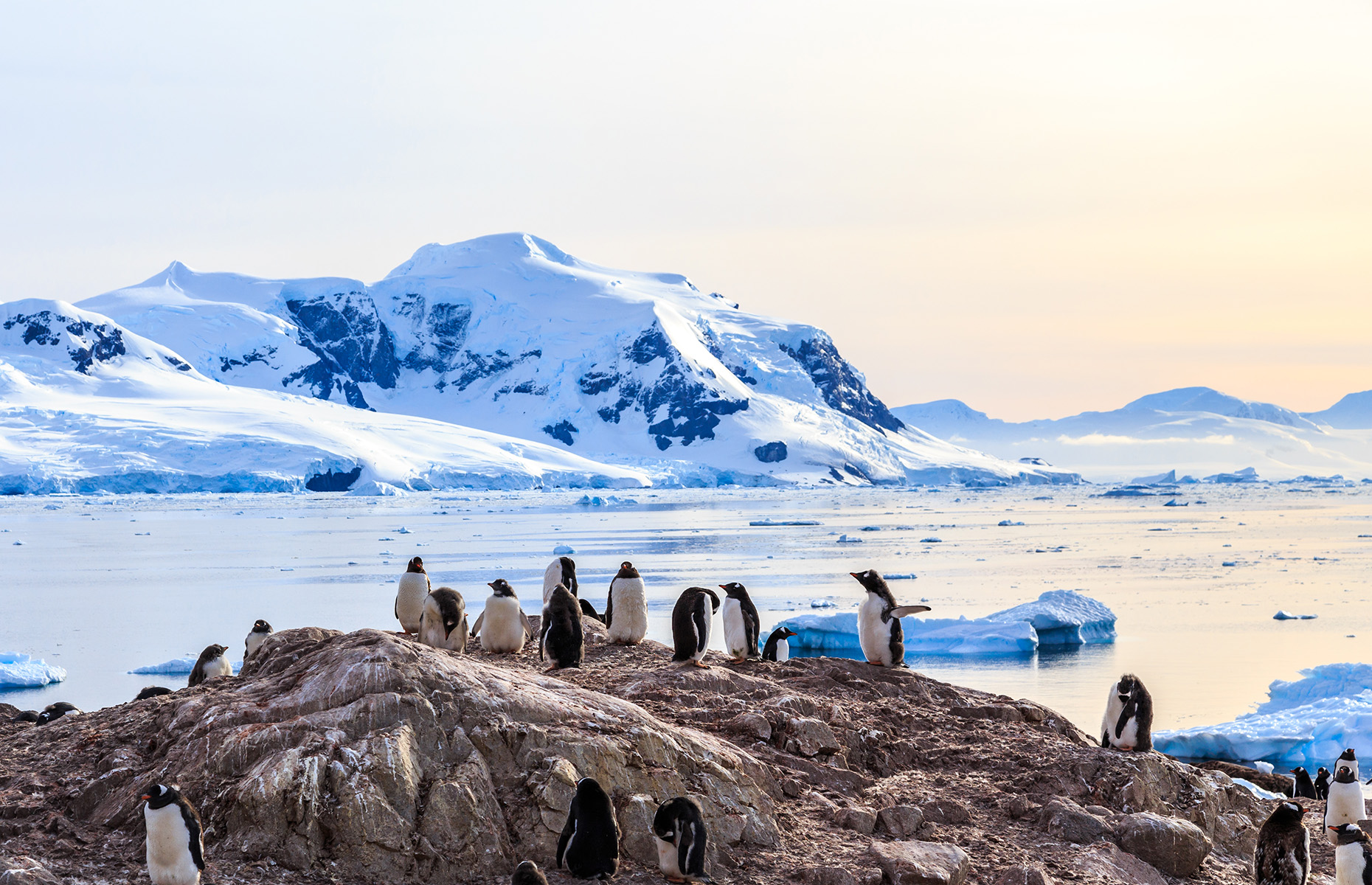 Penguins, Antarctica