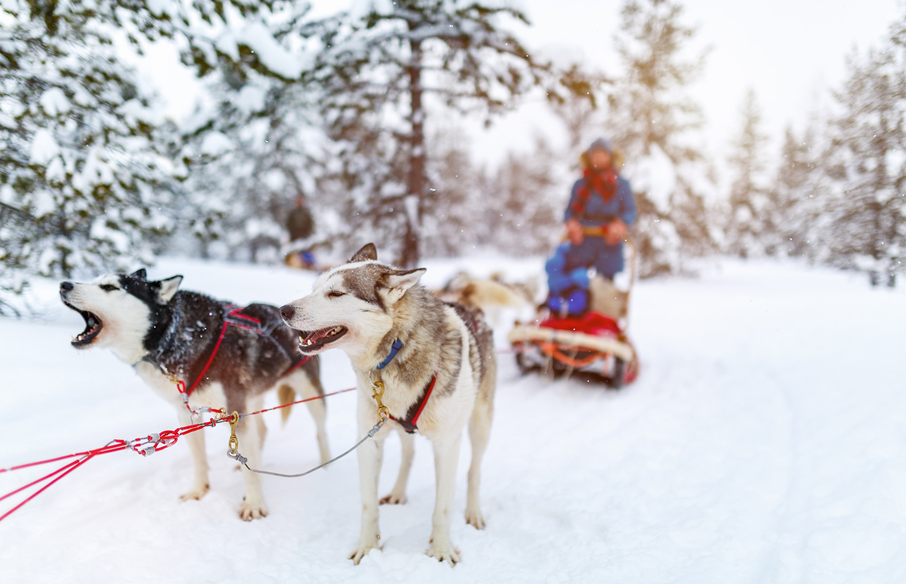 Huskies, Arctic, sledding