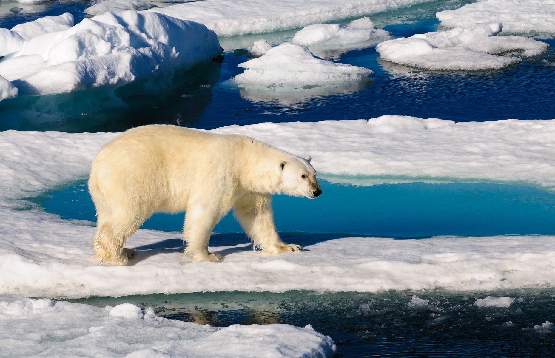 Polar Bear in the Arctic